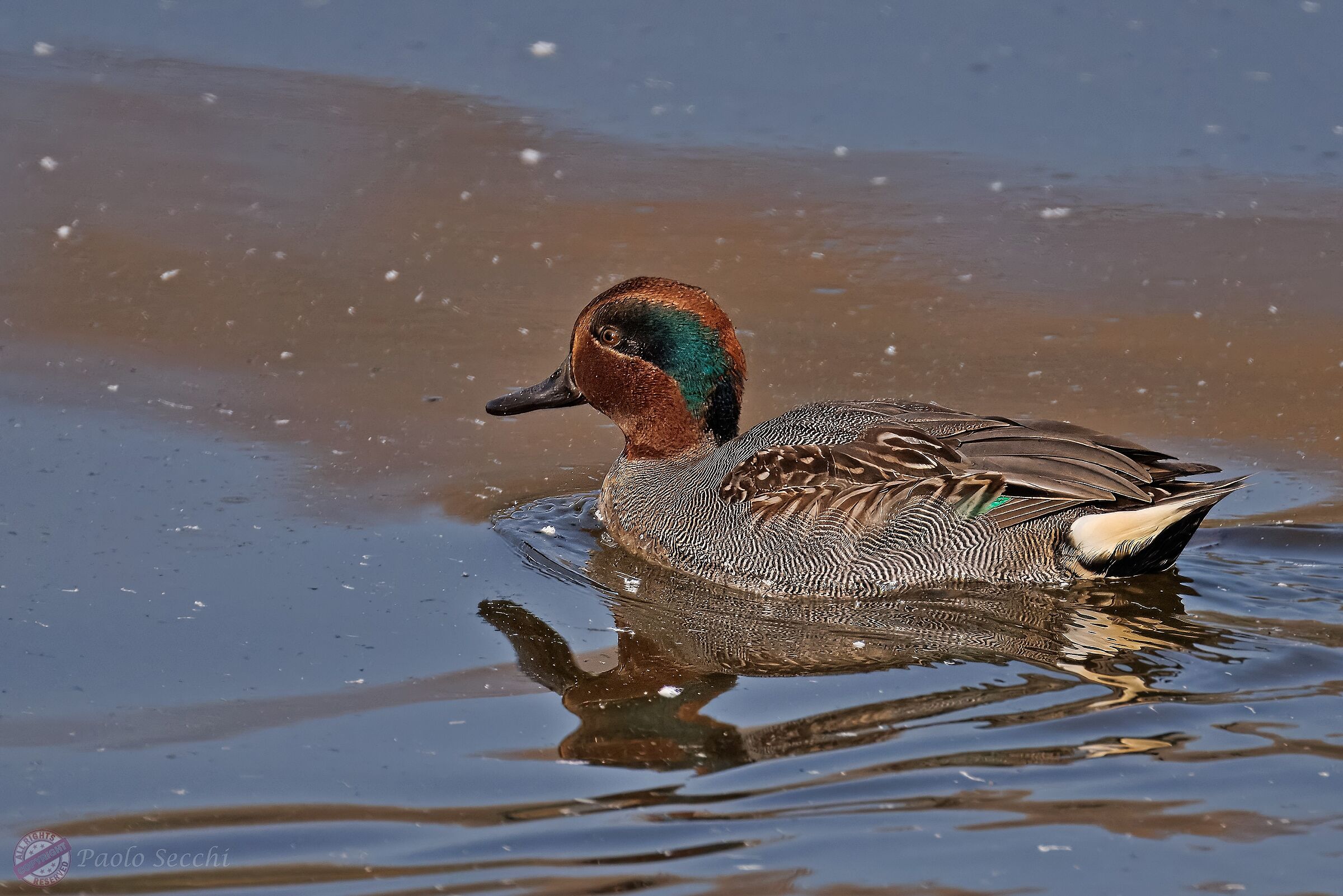 Anas crecca (Teal)