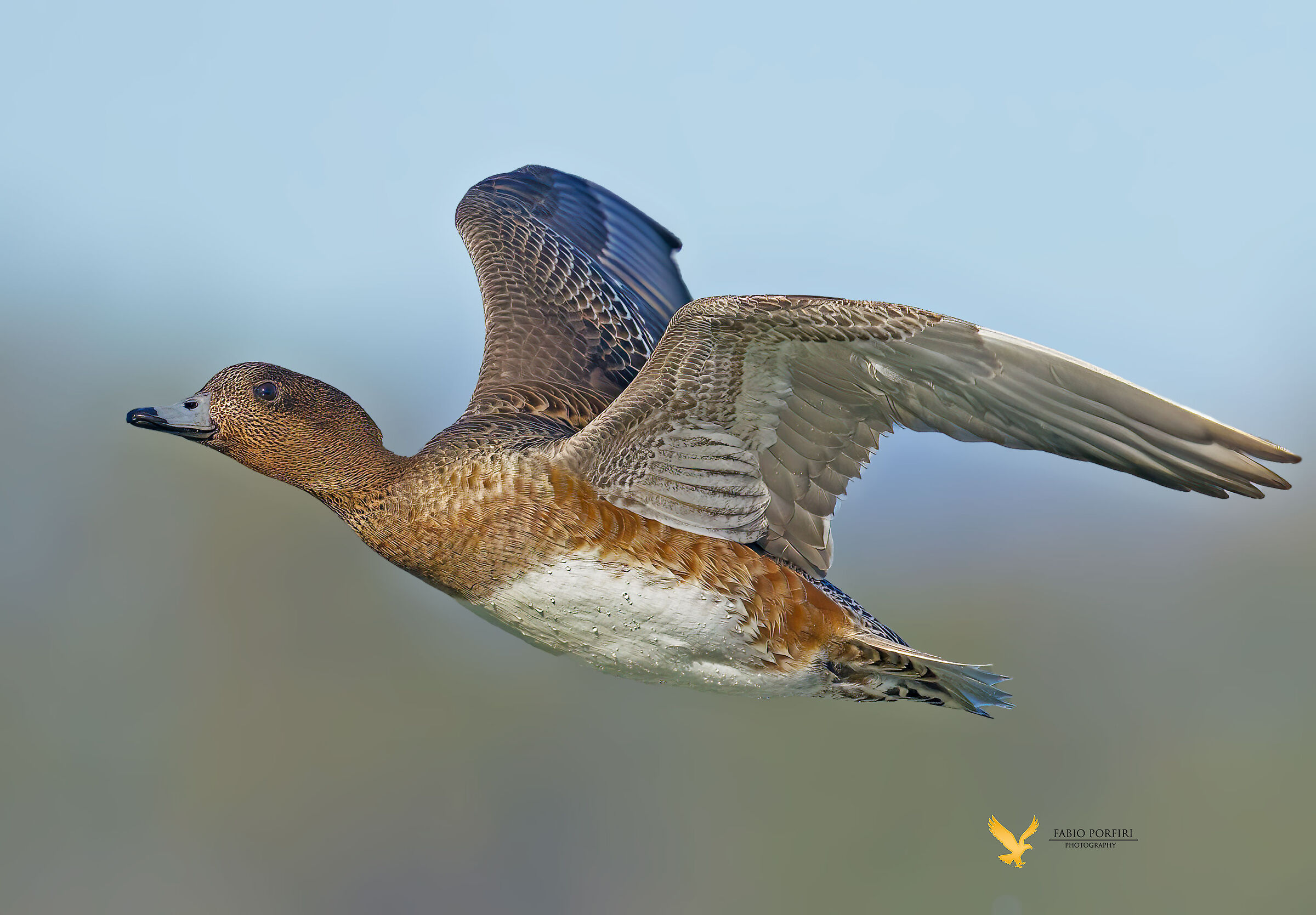 più vicino... fischione (f)