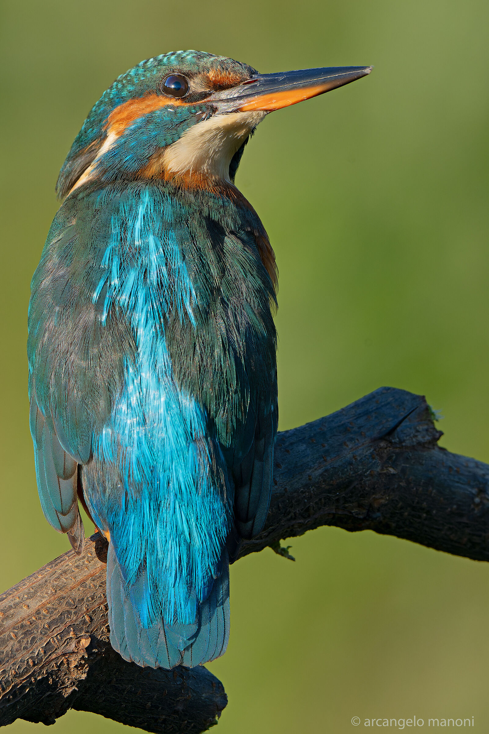 La femmina del martino