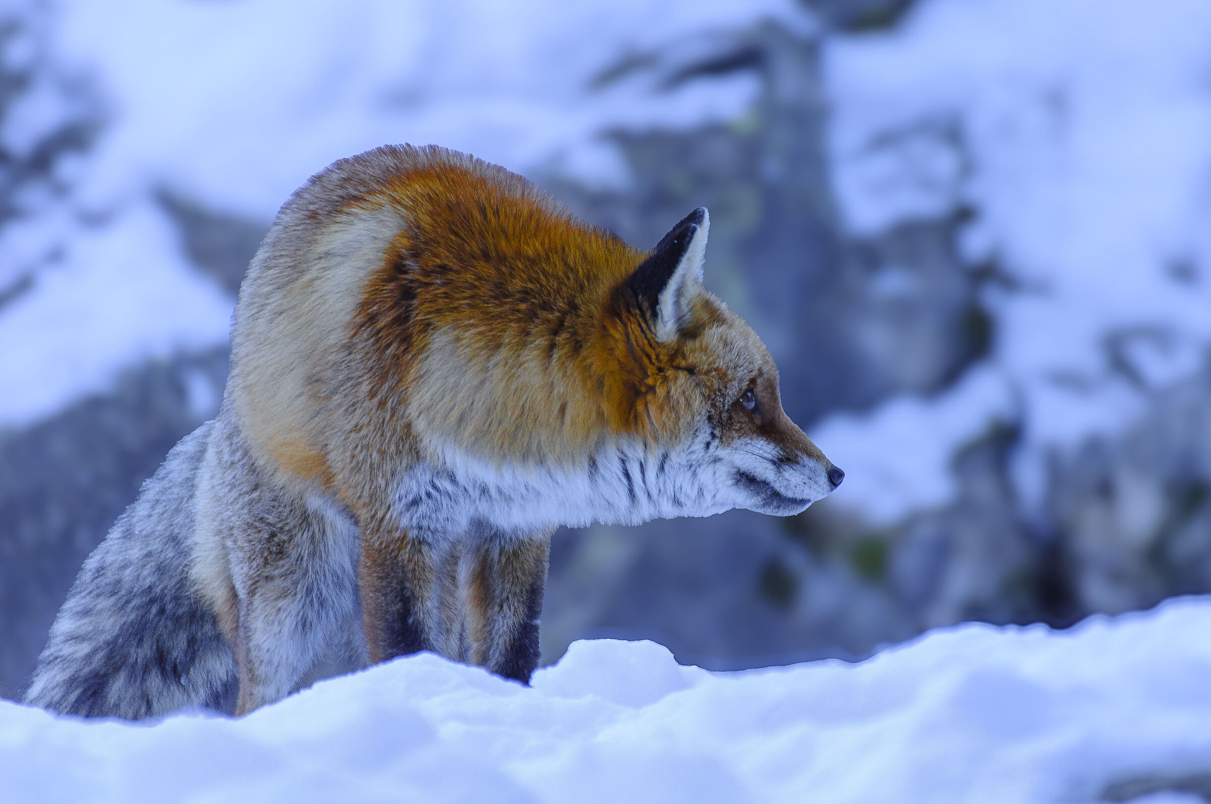 Red fox