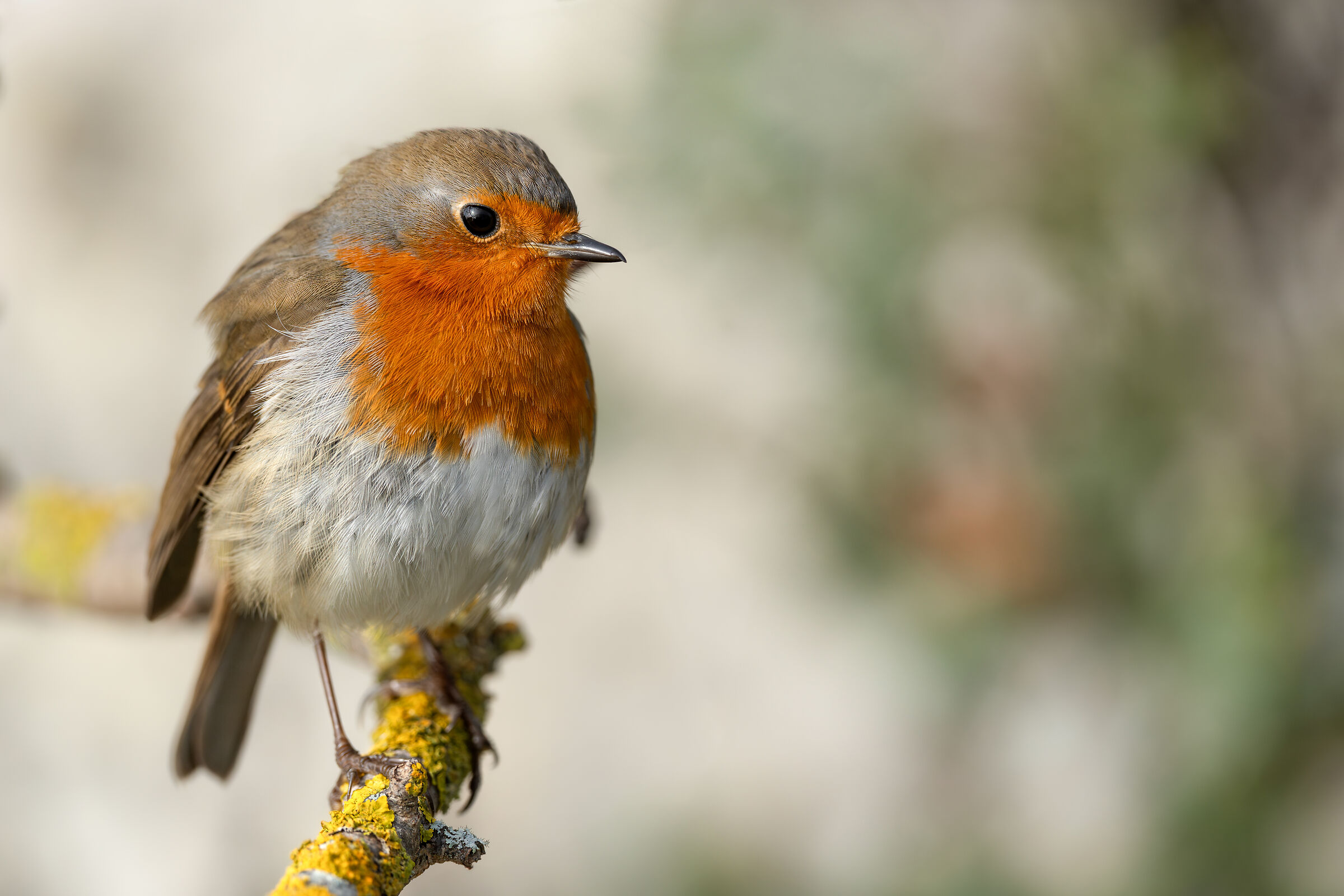 Robin