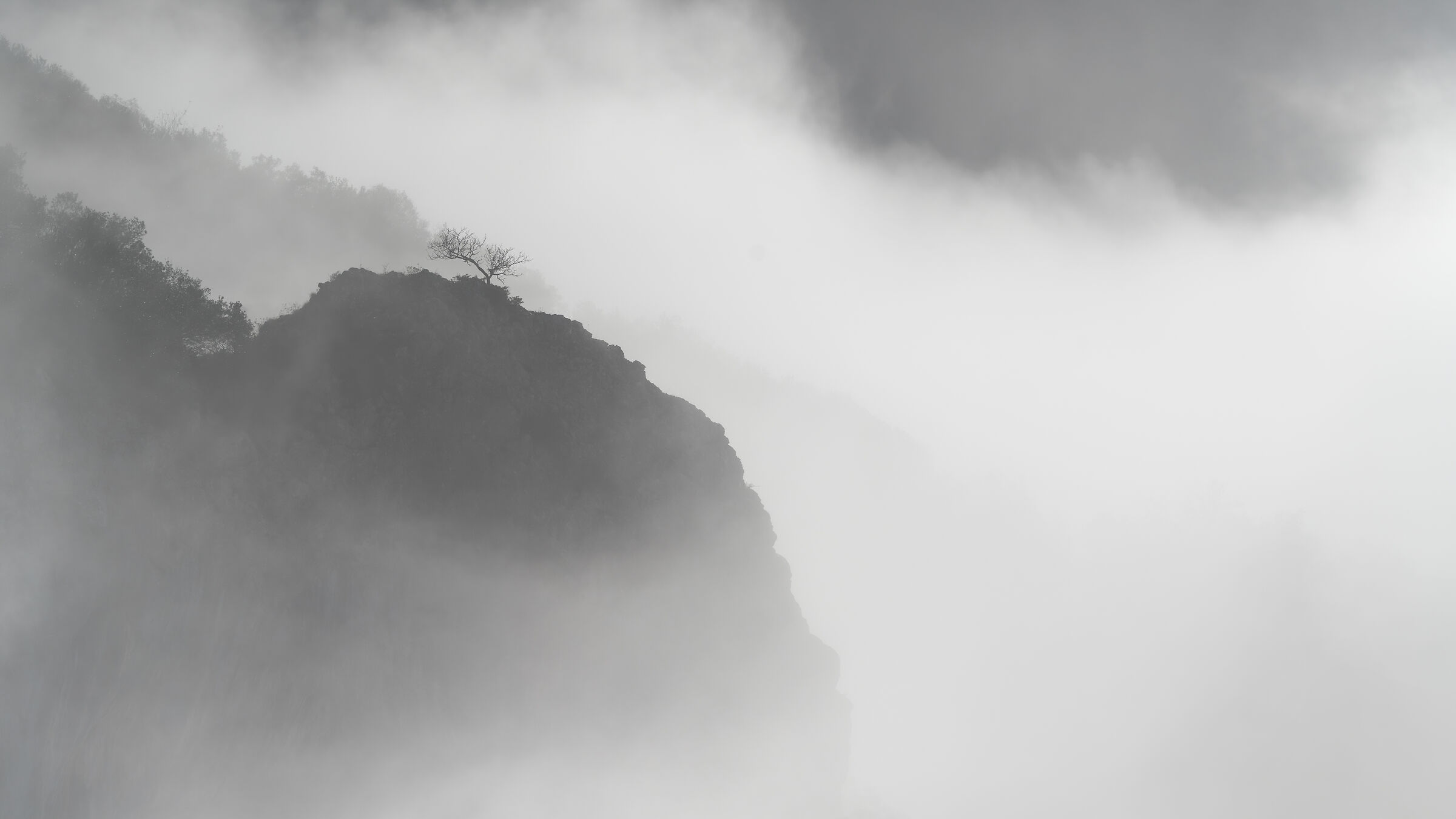 L'albero e la nebbia