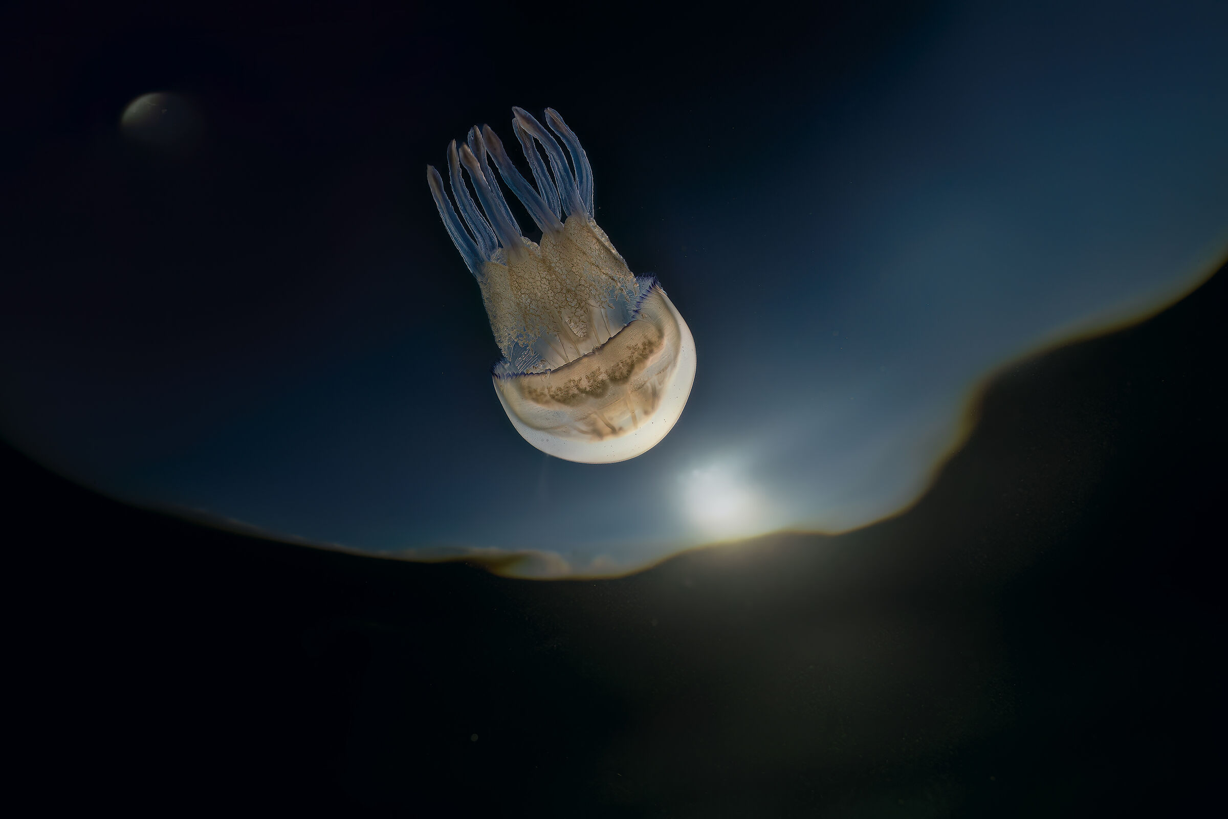 The sun, the moon and the lungs of the sea