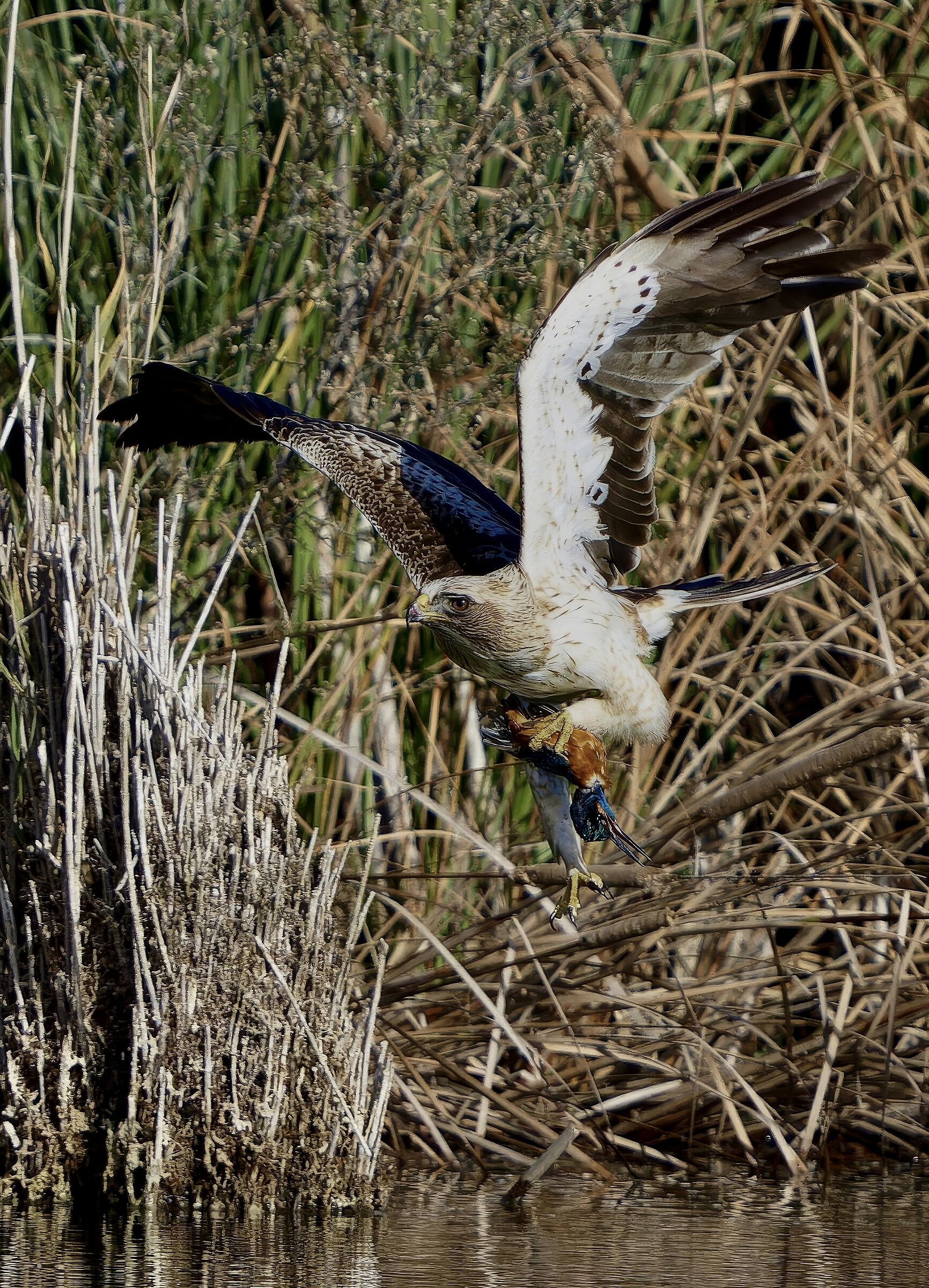 Booted eagle with prey (Martin)