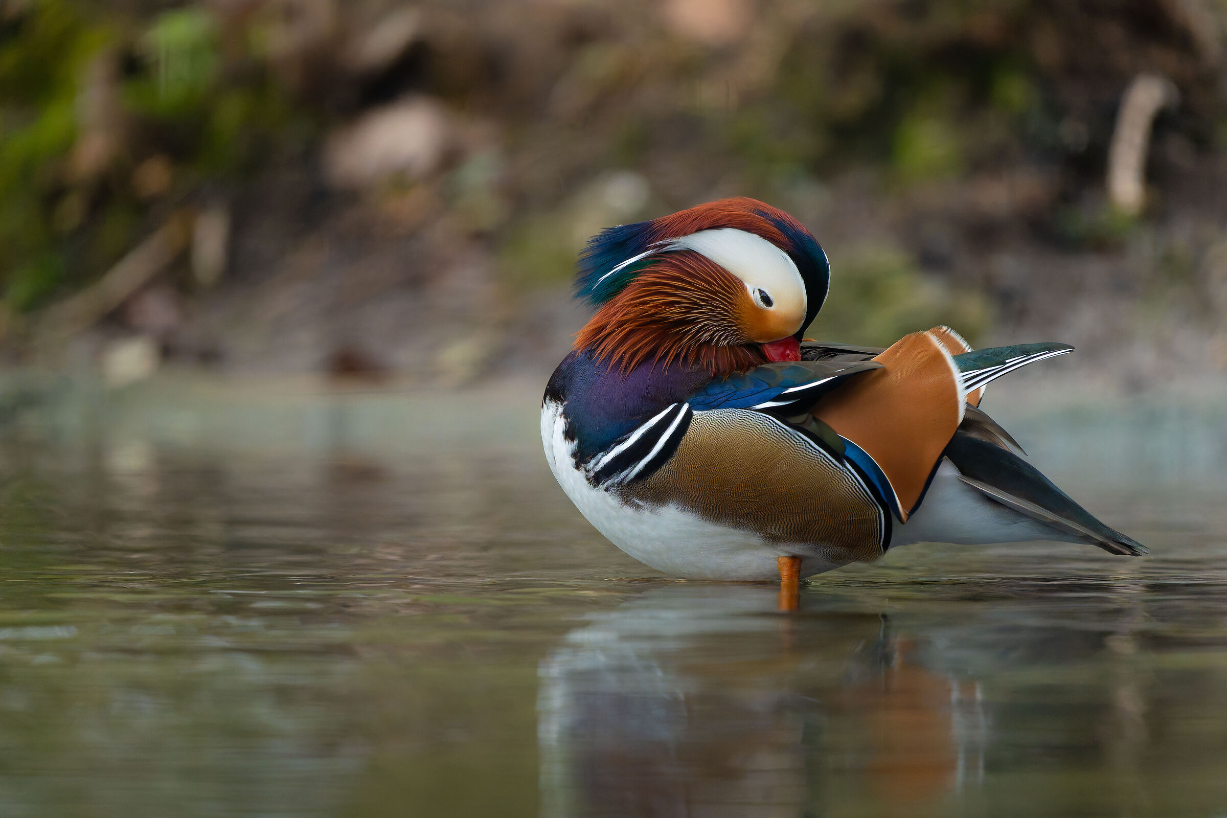 Mandarin duck