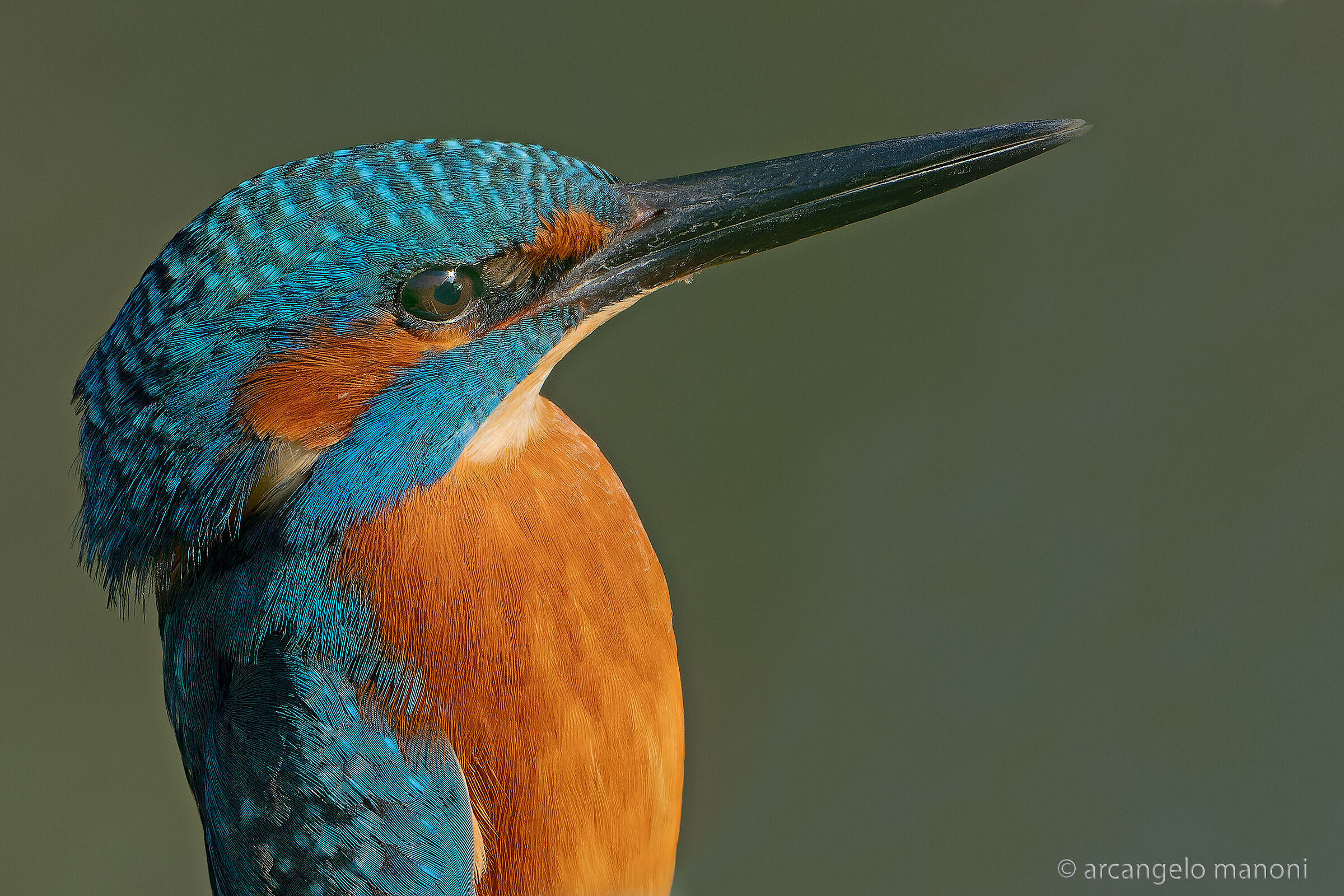 The profile of Martino's boy