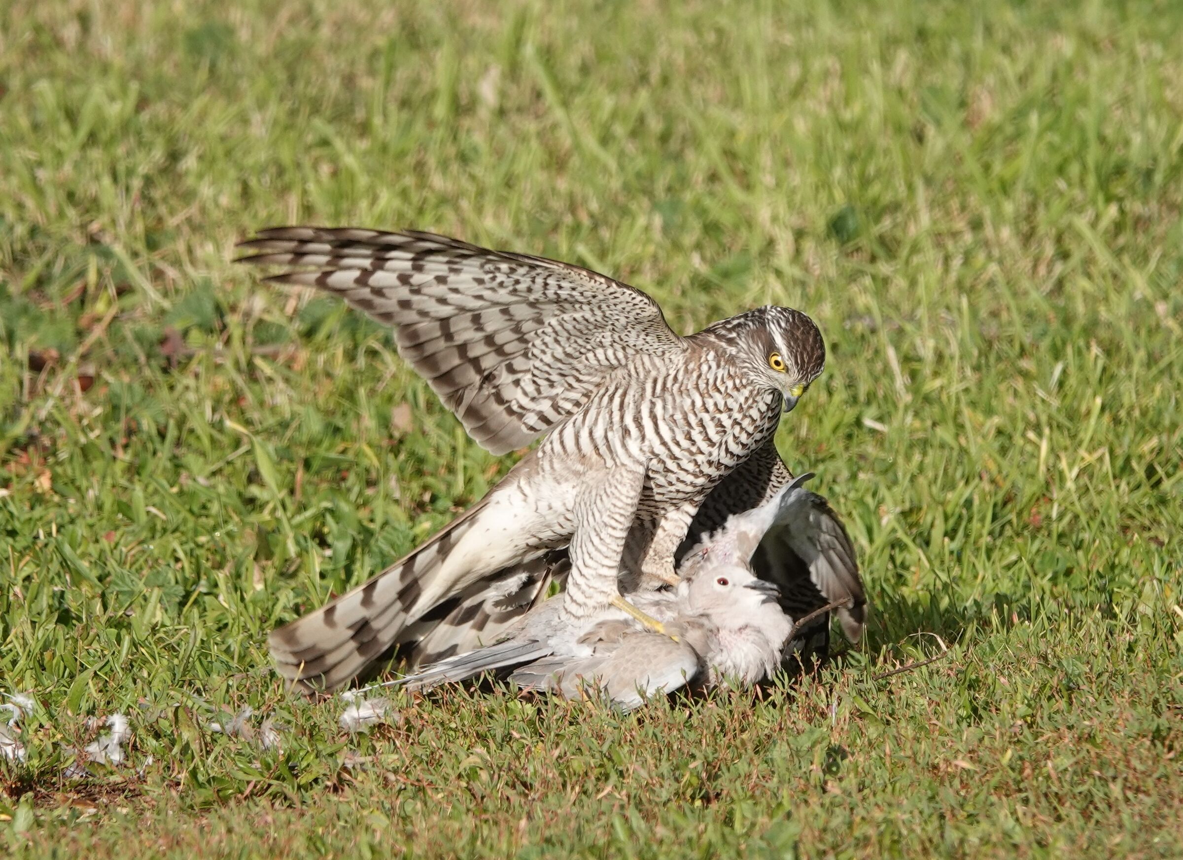 Goshawk predation on turtledove