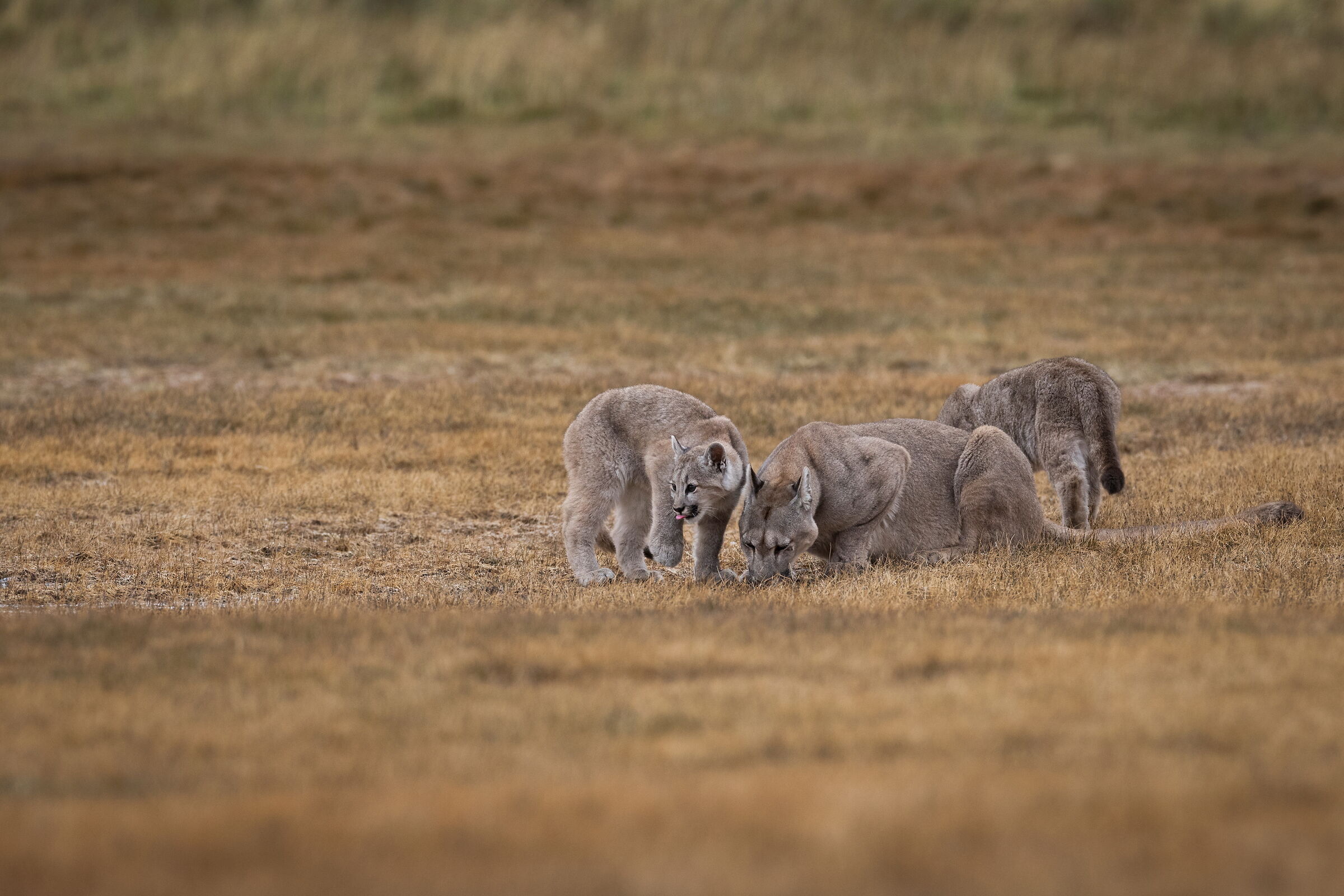 Petaca and her puppies in the watering hole