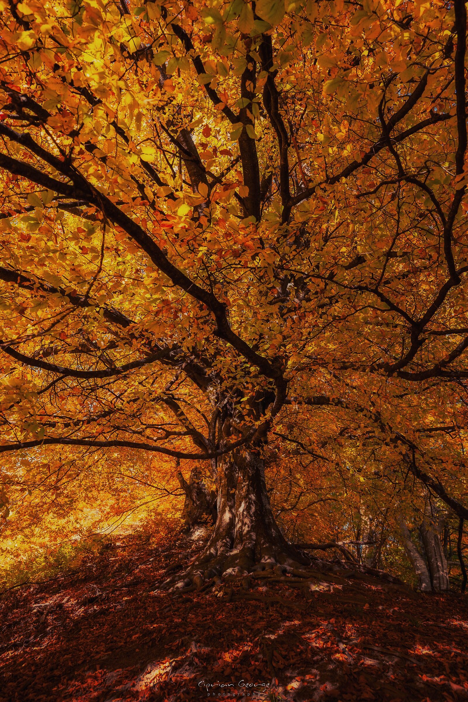 Il nascondiglio del nano