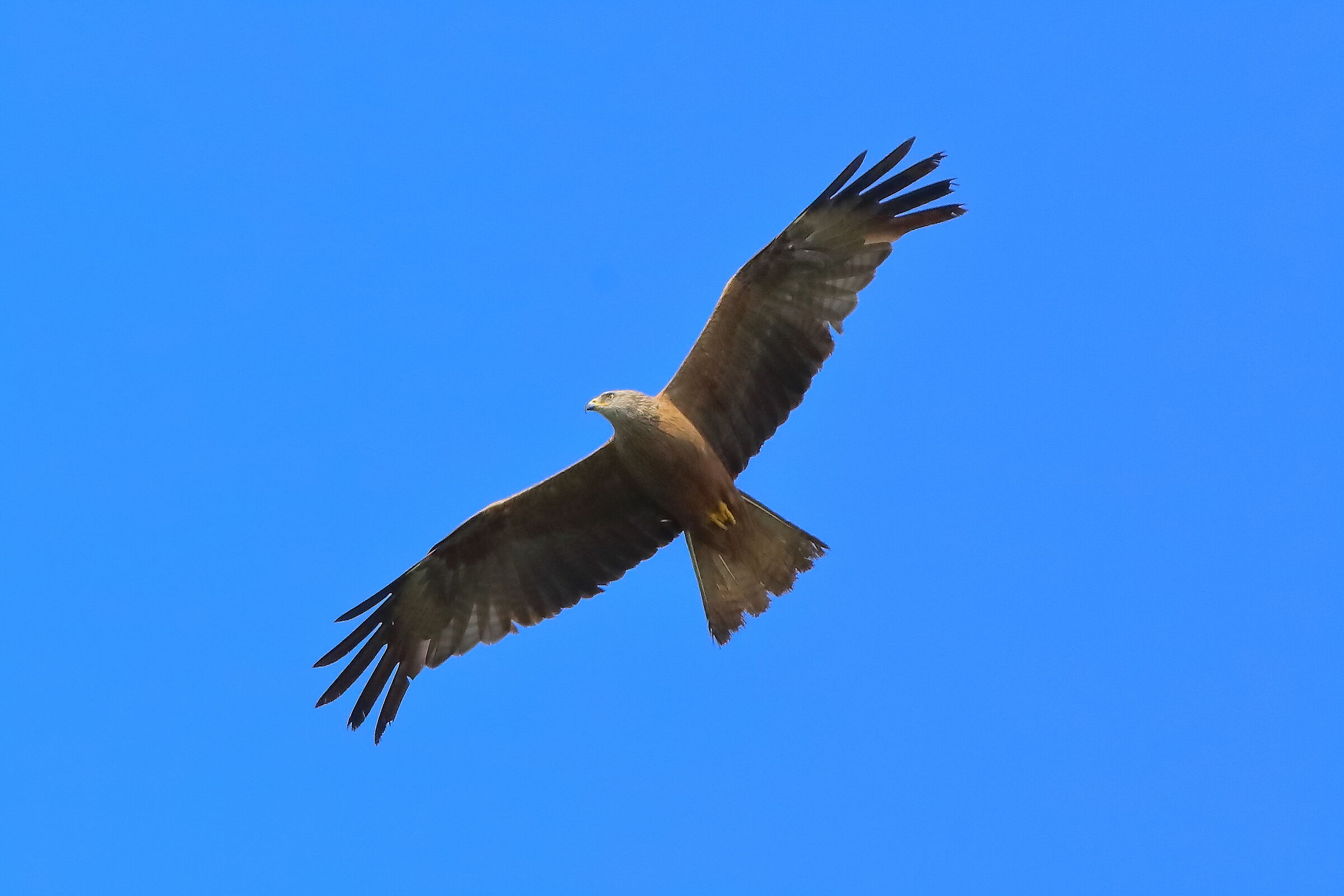 Nibbio bruno 12 luglio 2024 - 0041