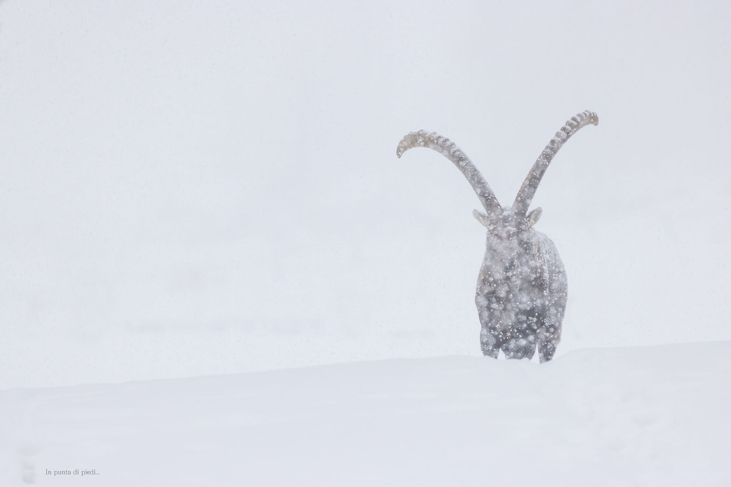 the eye of the Alpine ibex...