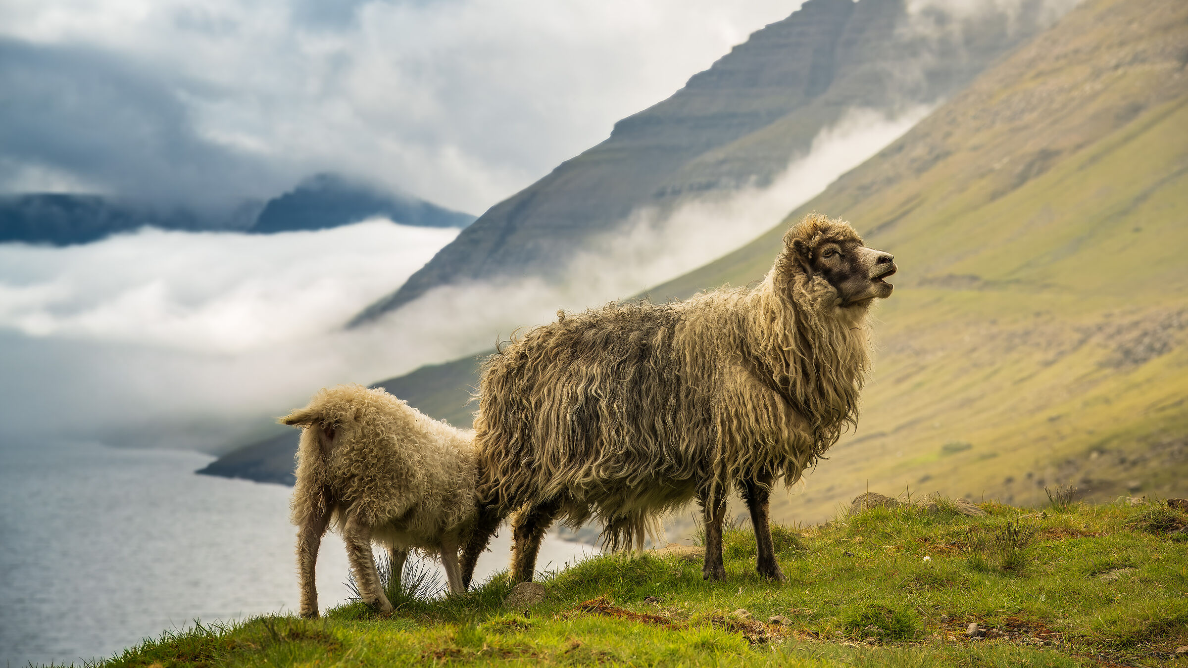 Puppy feedin' - Muli Fjord