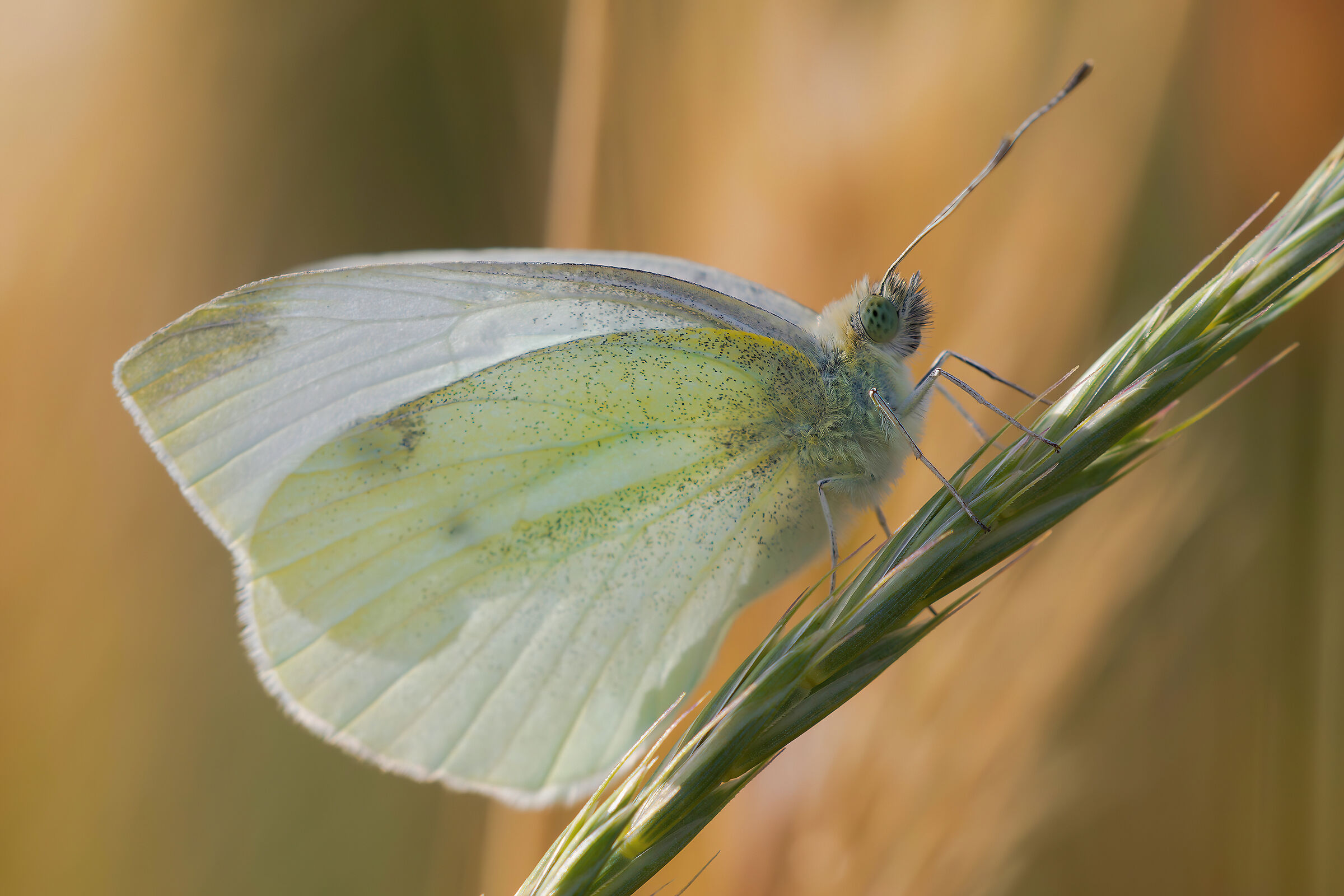 Pieris brassicae
