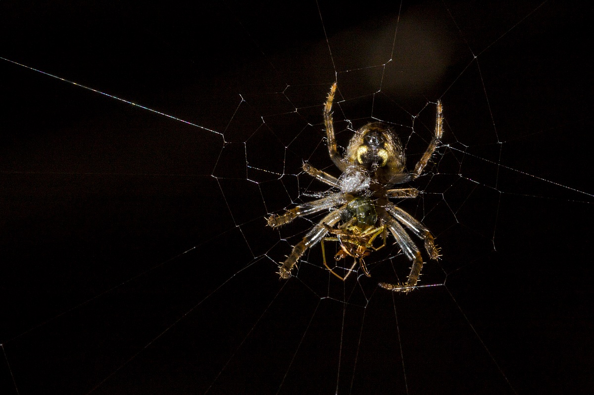 Dining Spider