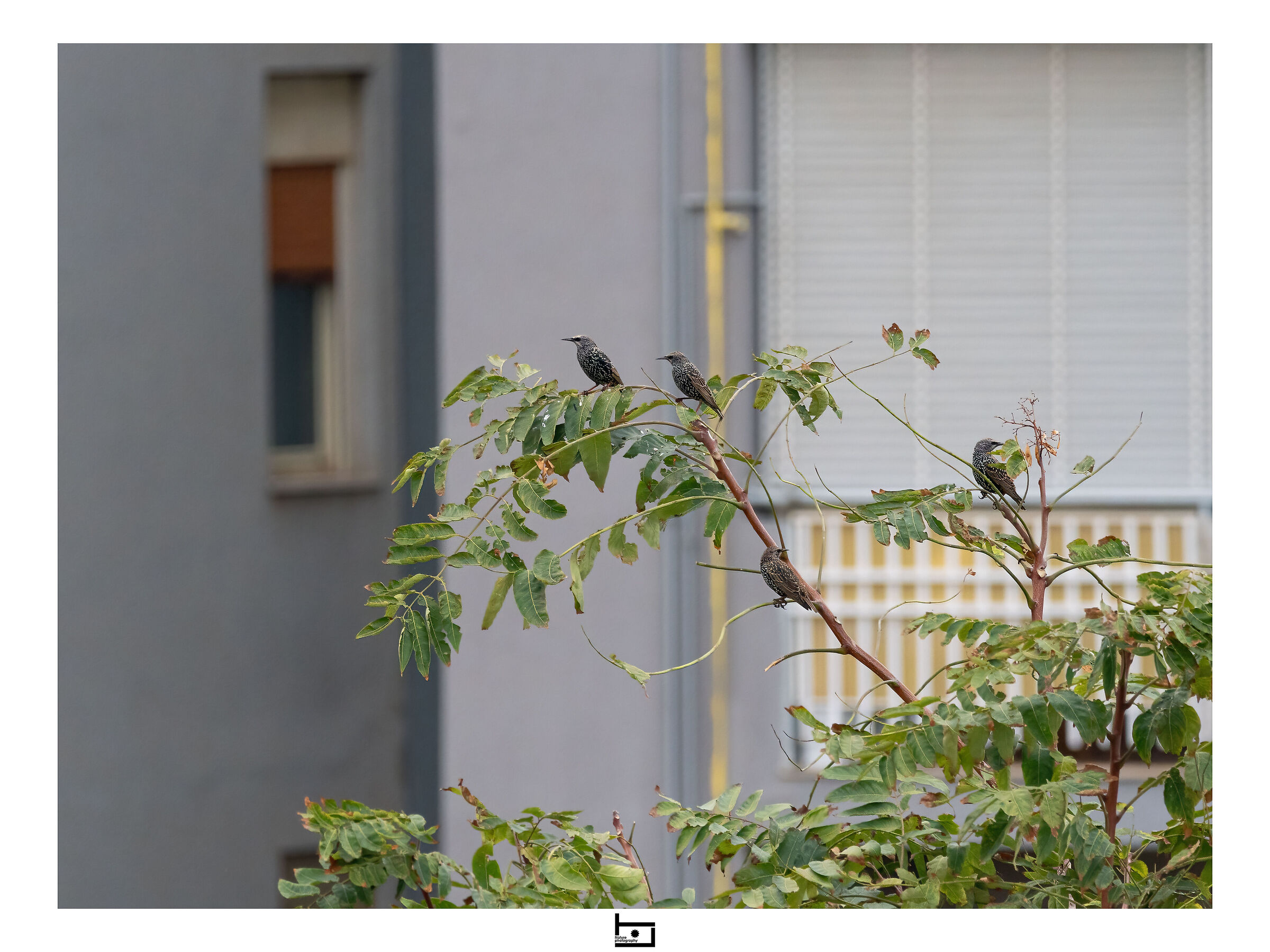 Urban wildlife - 1