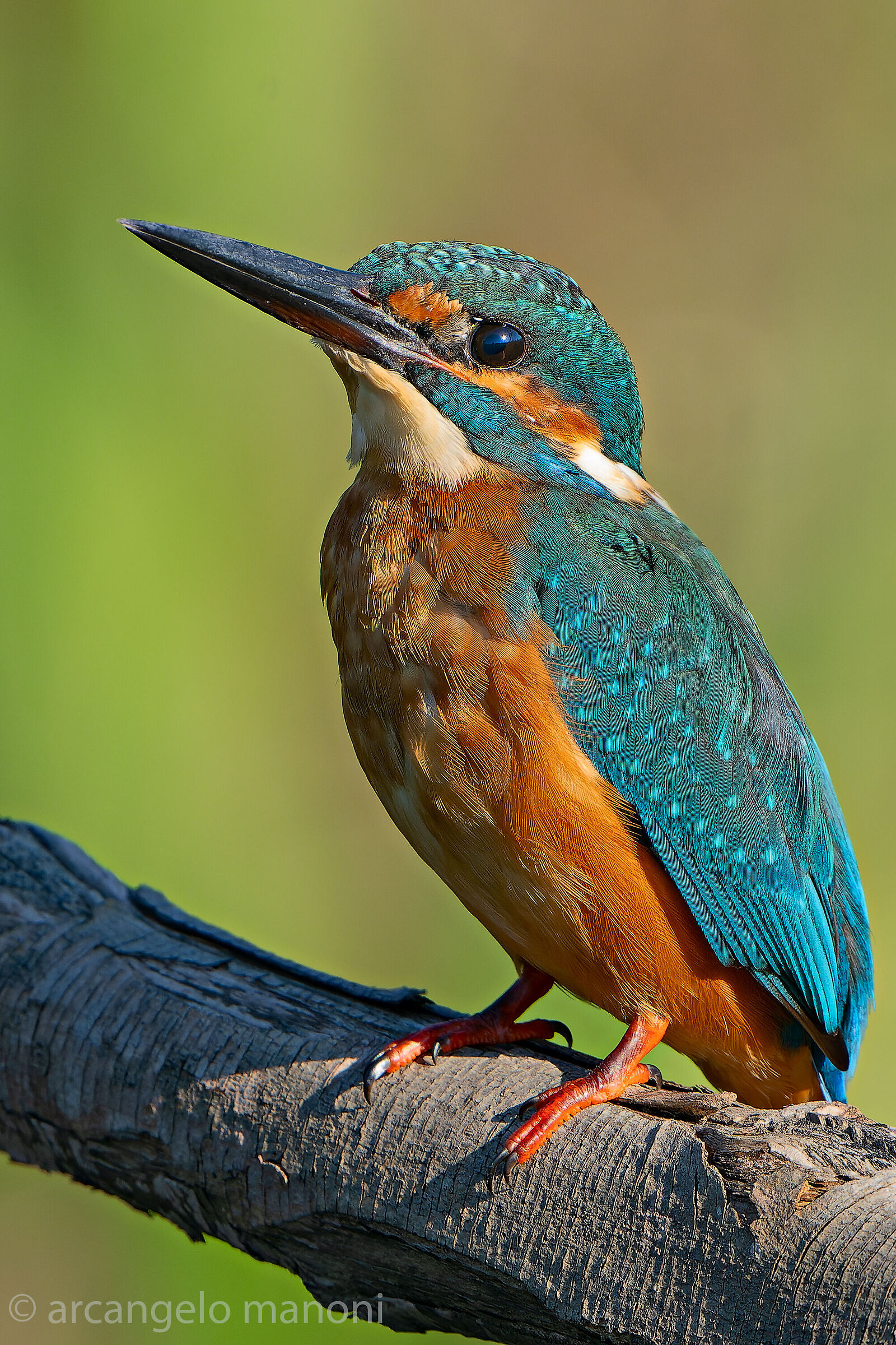 La  martina  in posa