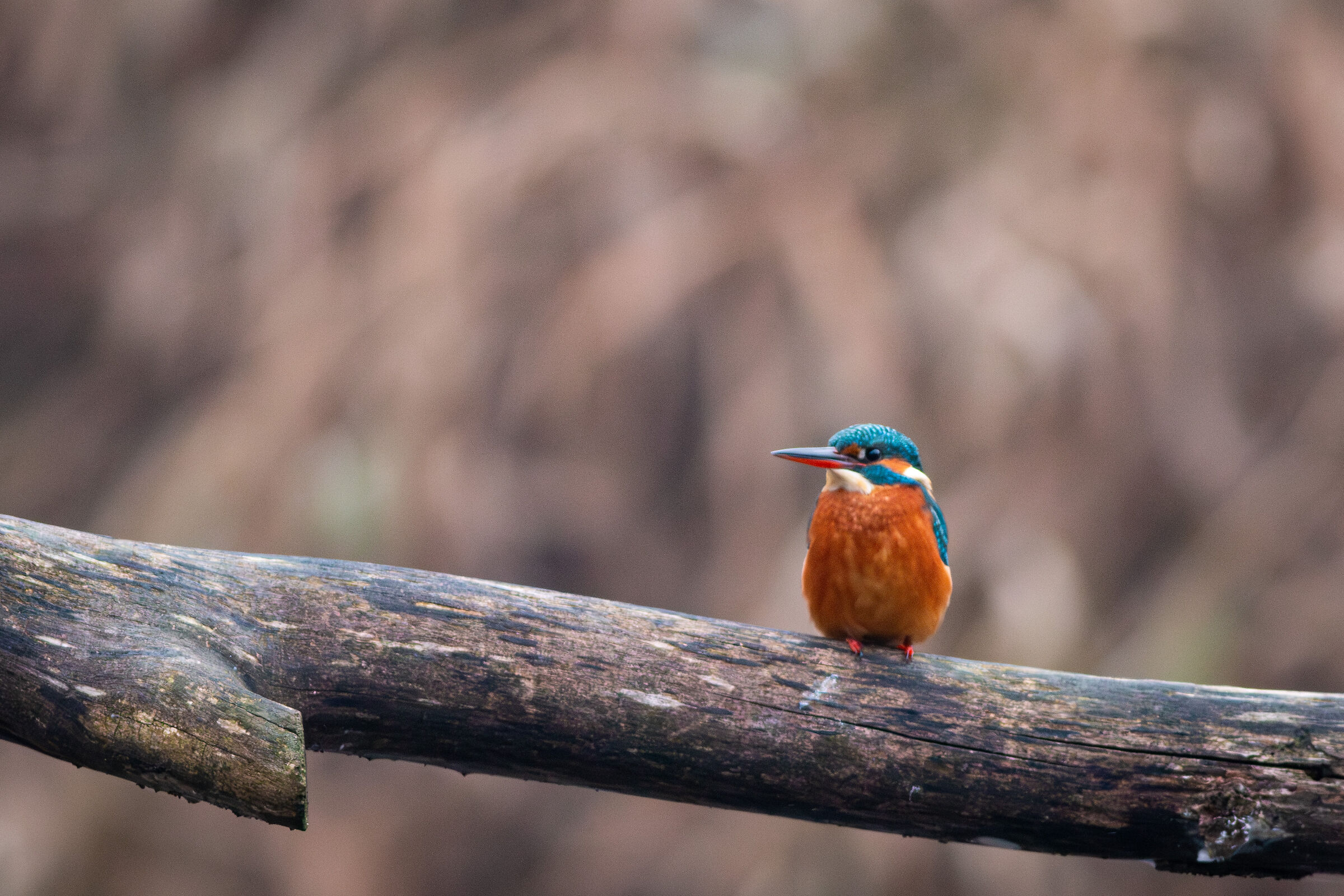 Common Kingfisher