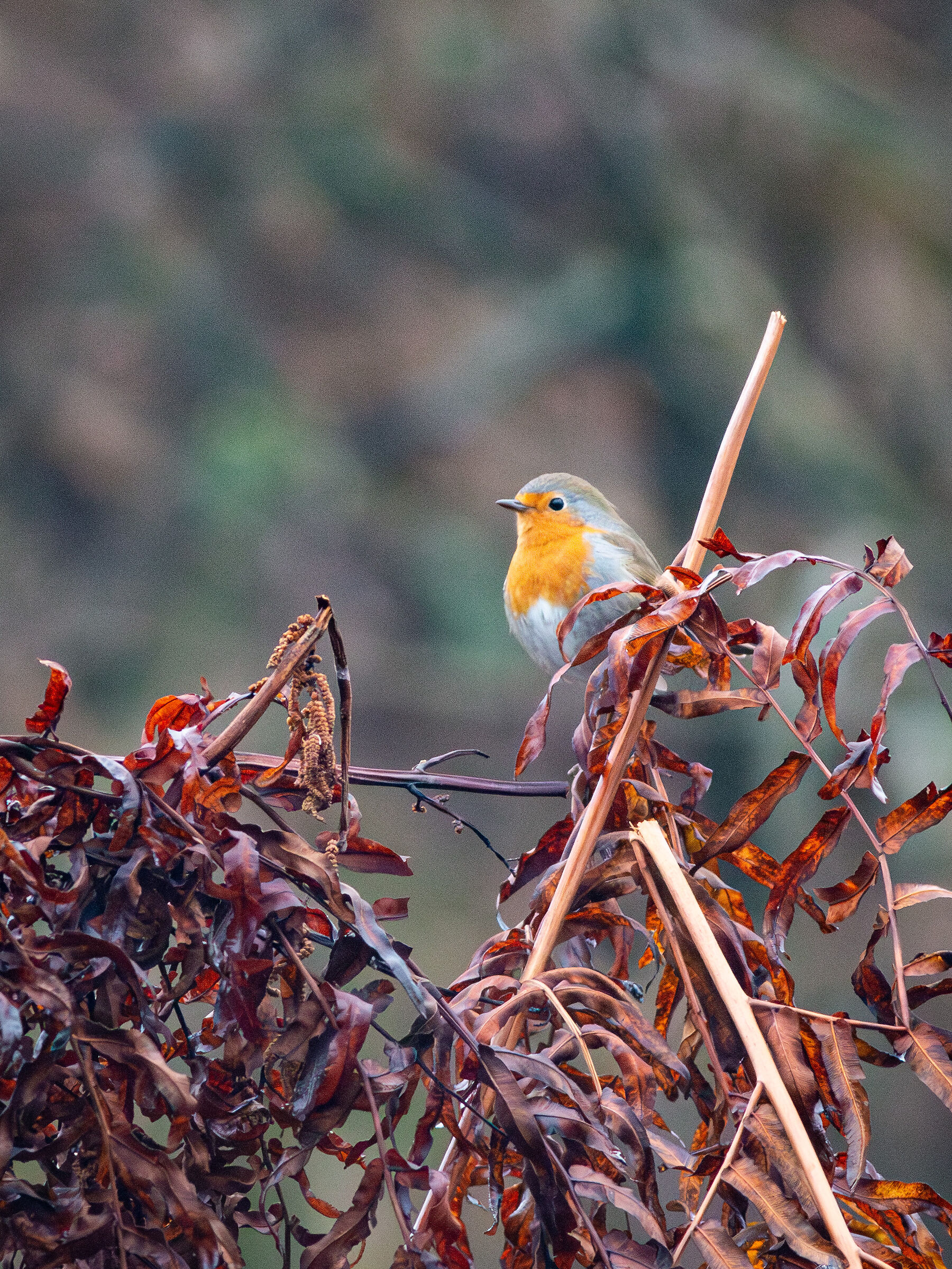 Robin