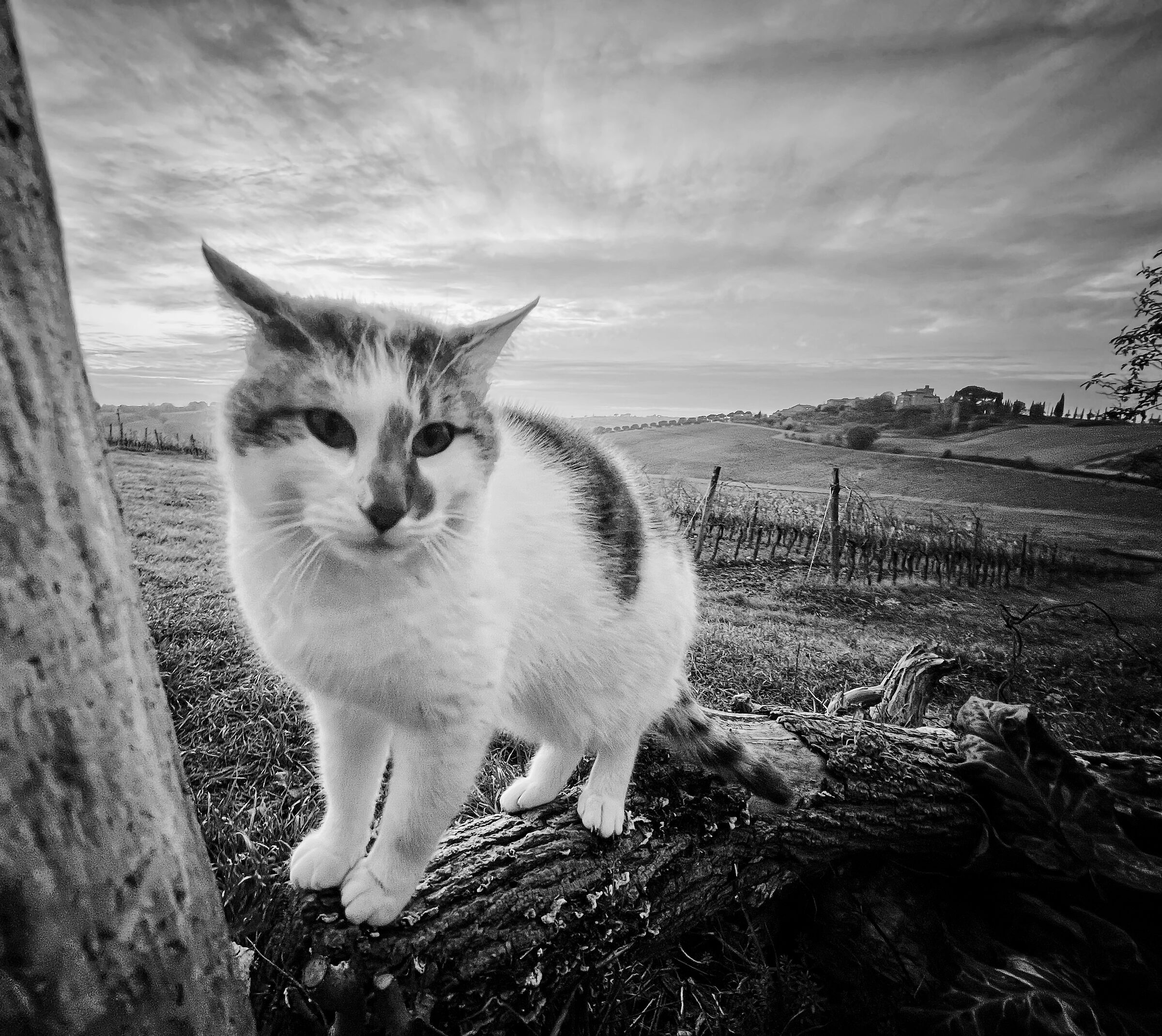 Tuscan Cats