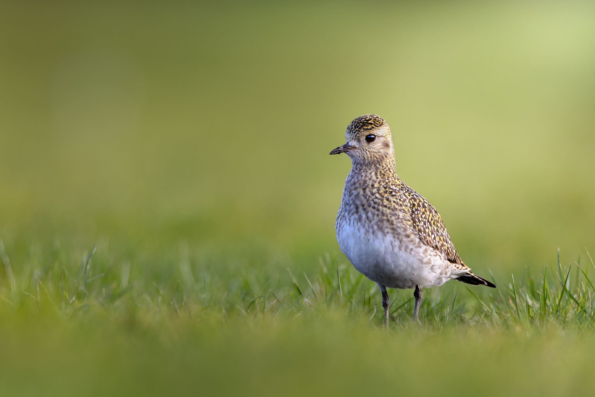 Golden Plover