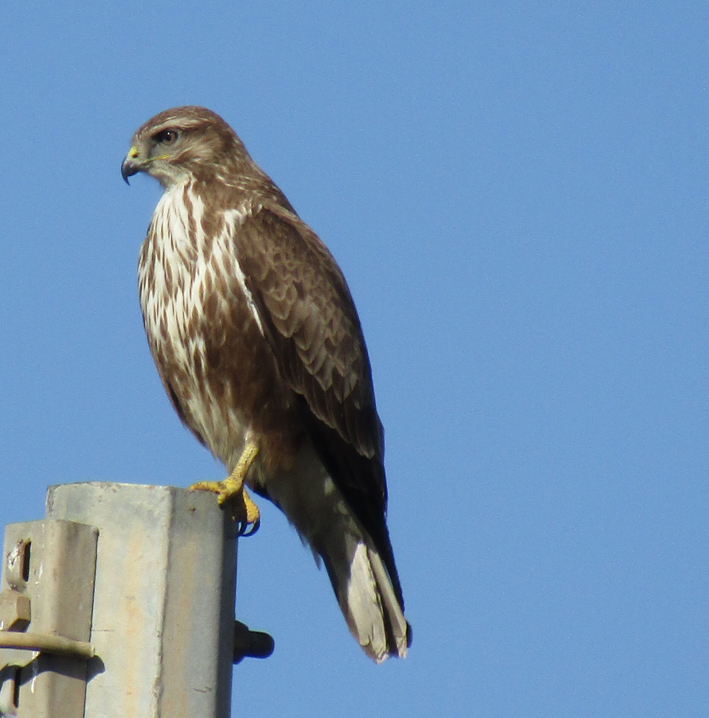 Buzzard under observation