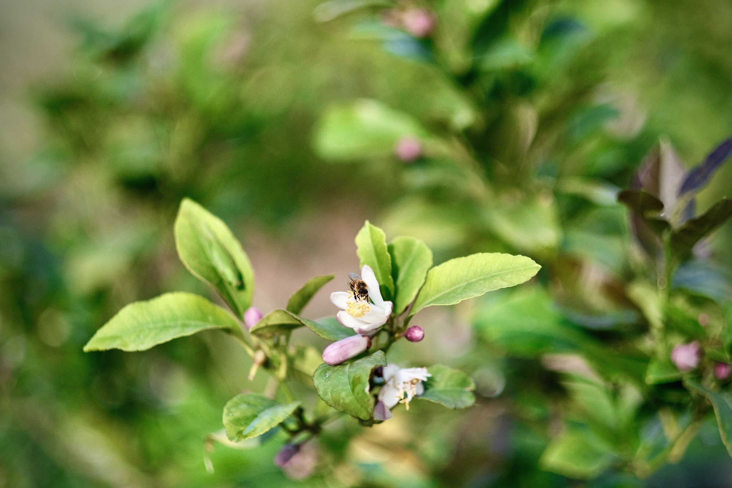 Ultima raccolta dell'anno