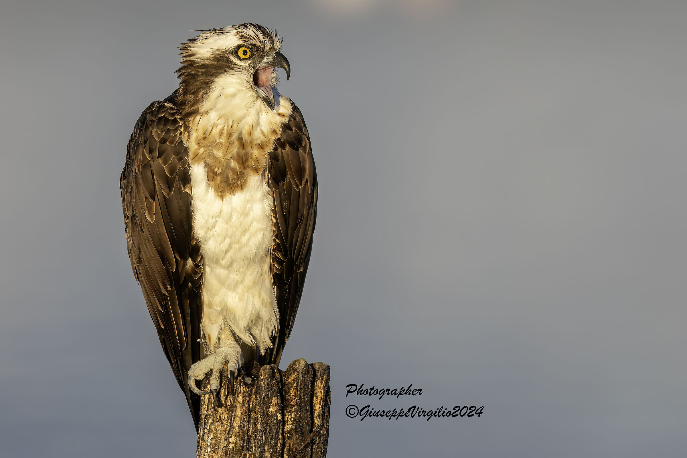 Osprey (Sardinia 2024)