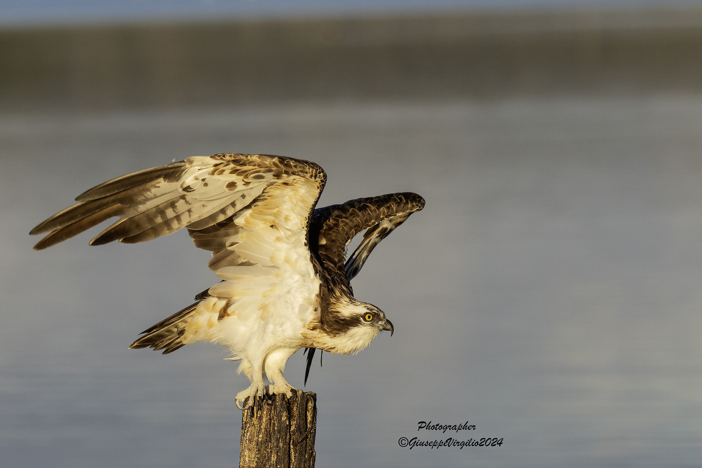 Osprey (Sardinia) 2024