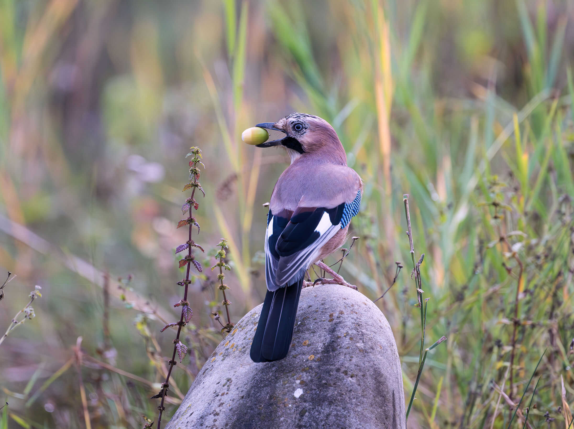 Jay with acorn