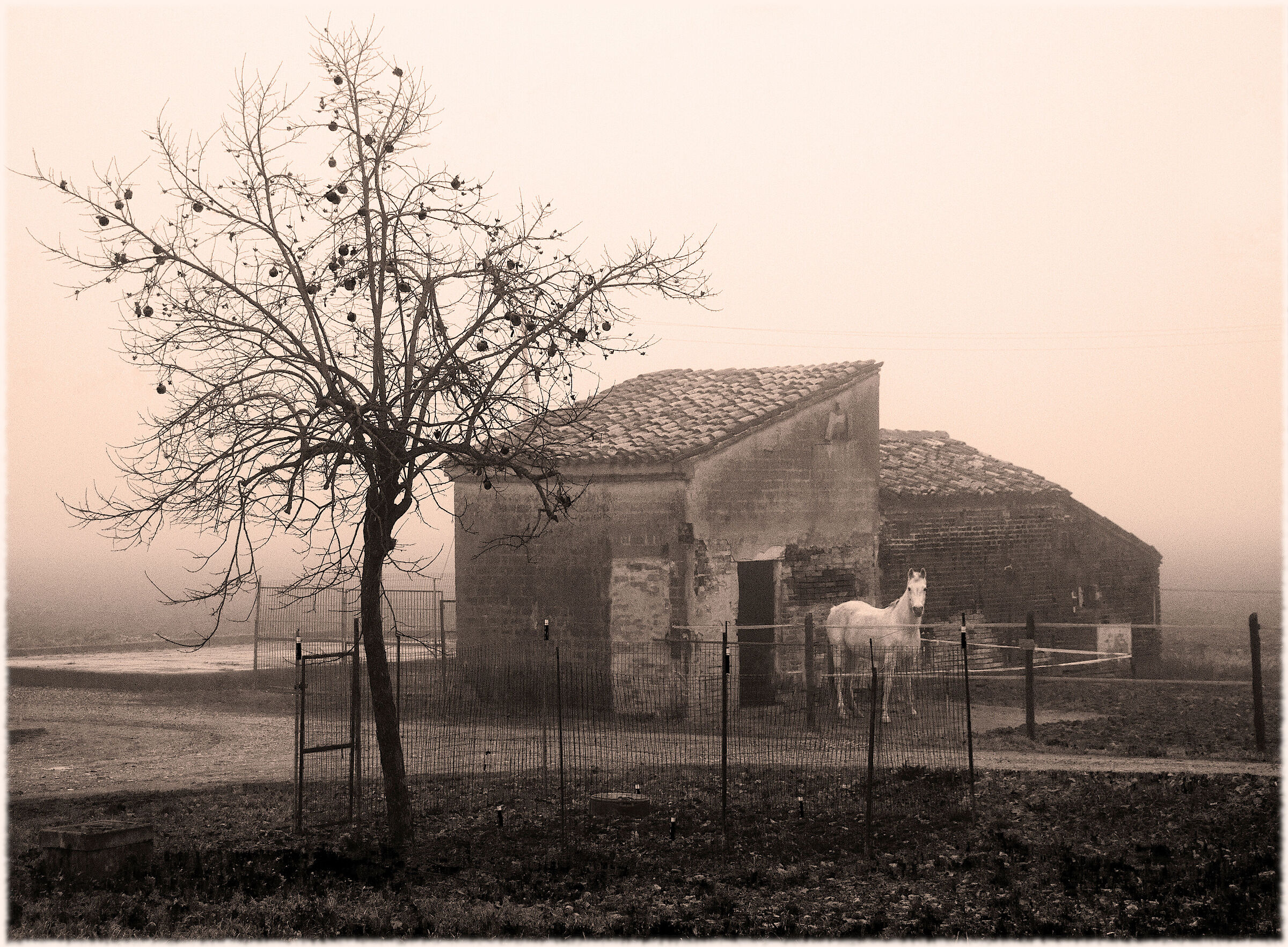 bucolico e nebbia...