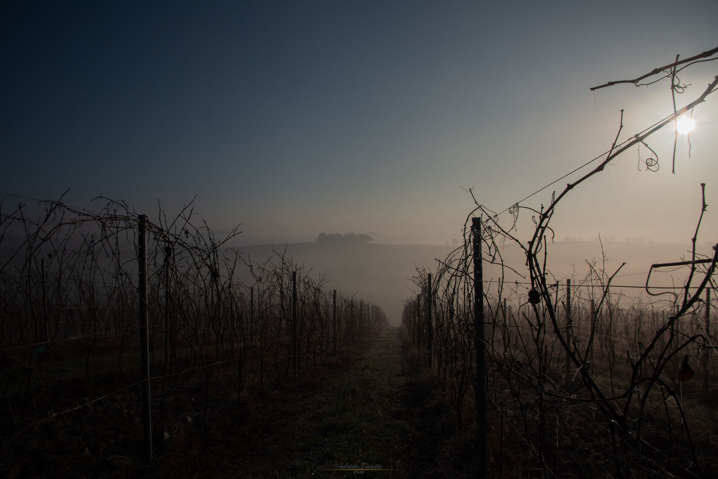 Between the vineyards and the fog