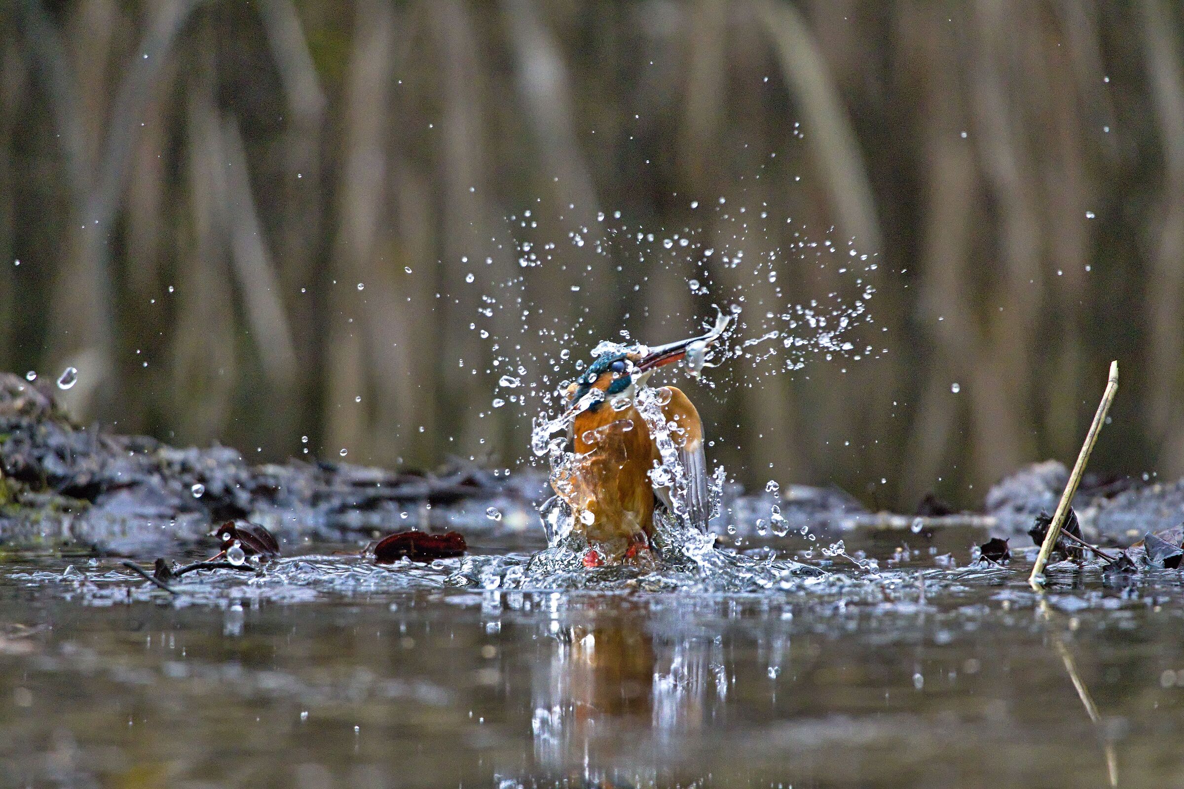 Una vecchia scarpa non sarà...