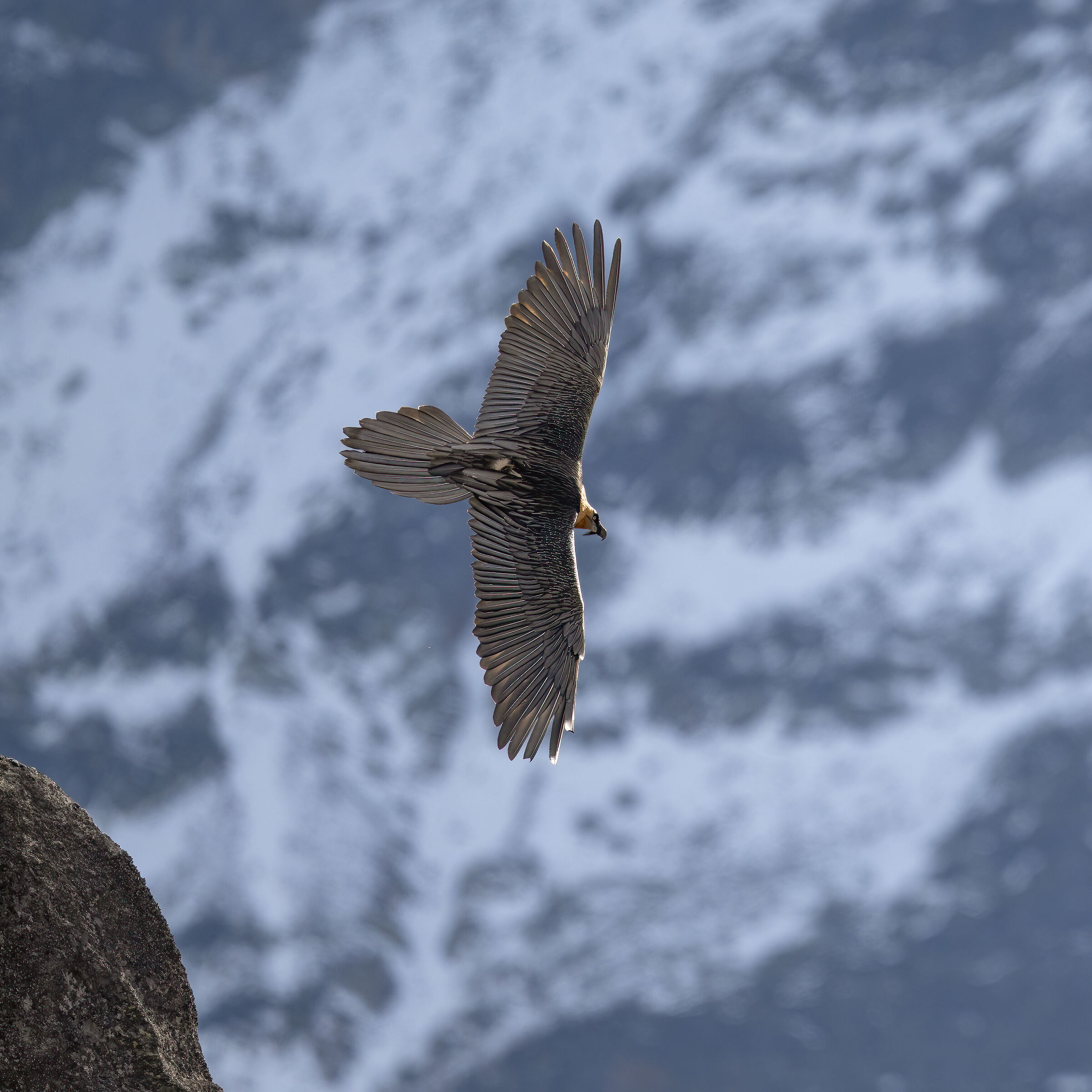 Gypaetus barbatus - Gran Paradiso National Park
