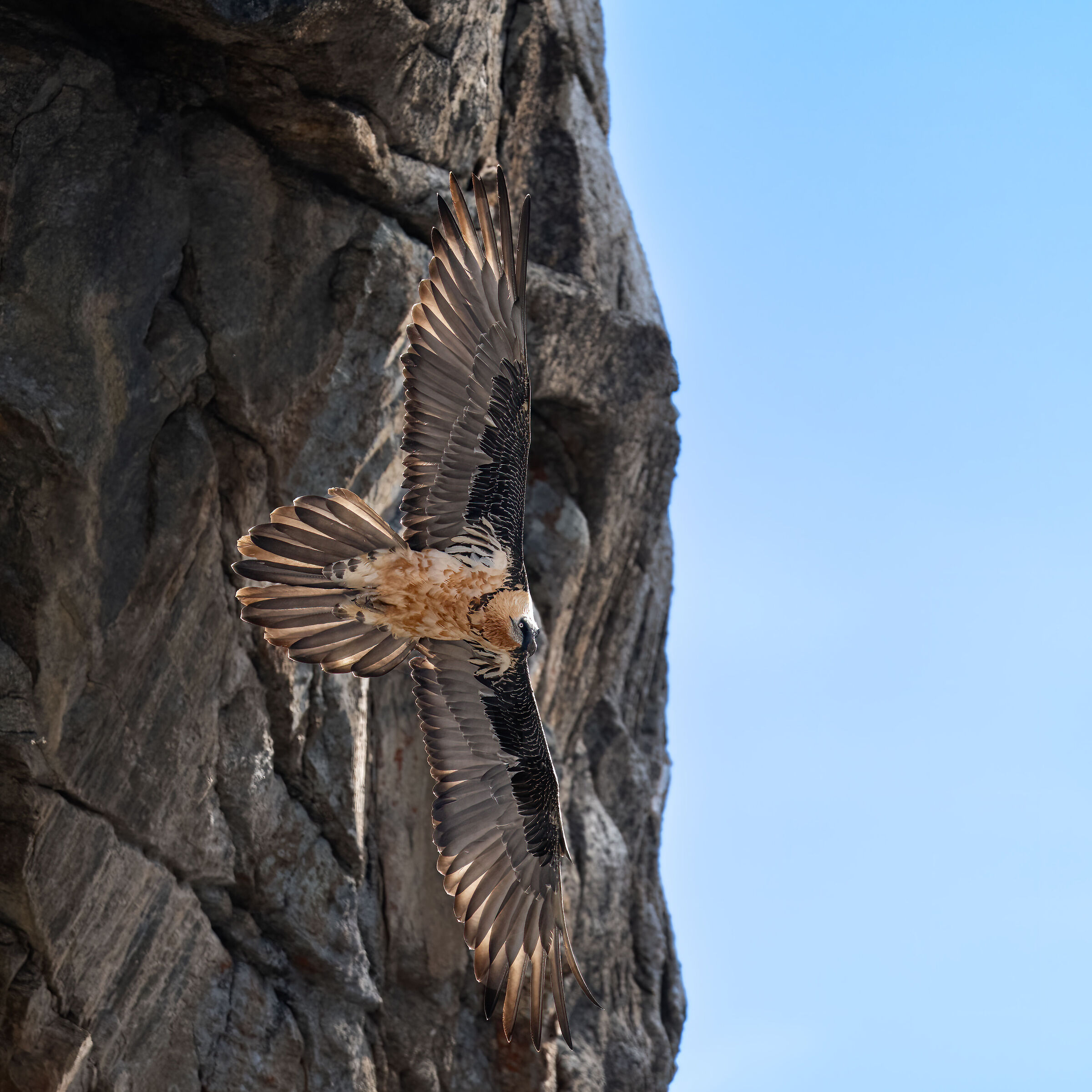 Gypaetus barbatus - Gran Paradiso National Park