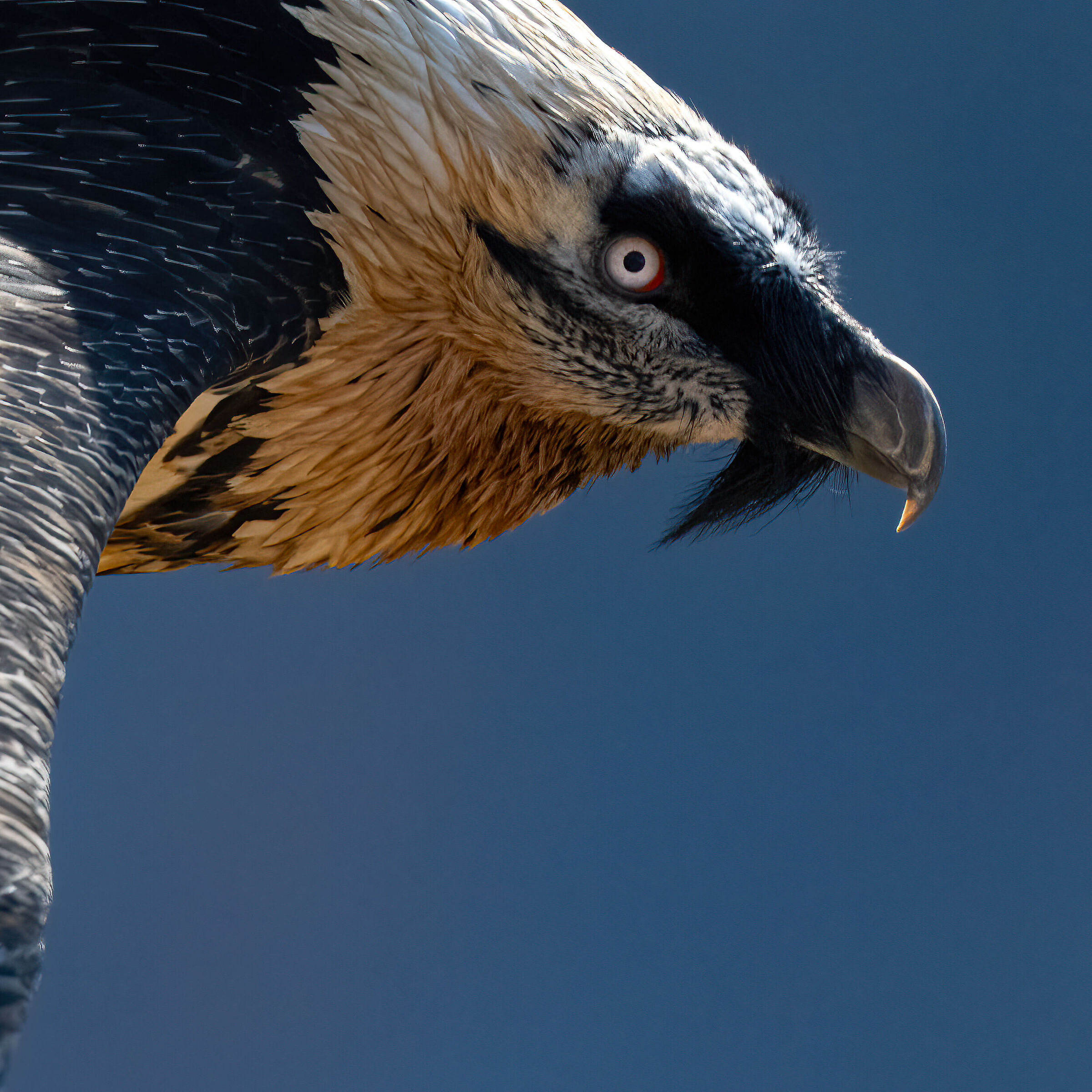 Gypaetus barbatus - Gran Paradiso National Park