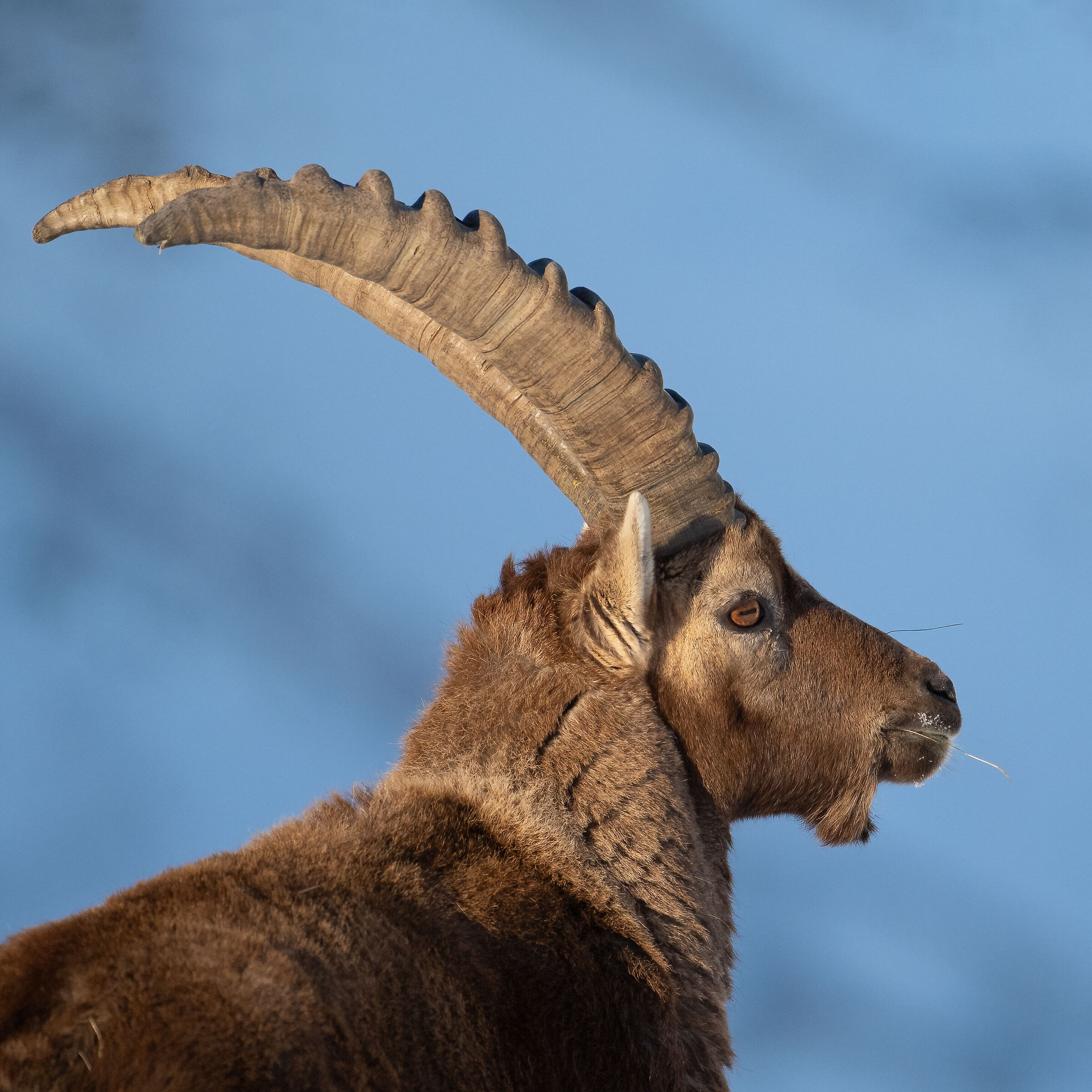 Ibex - Gran Paradiso National Park