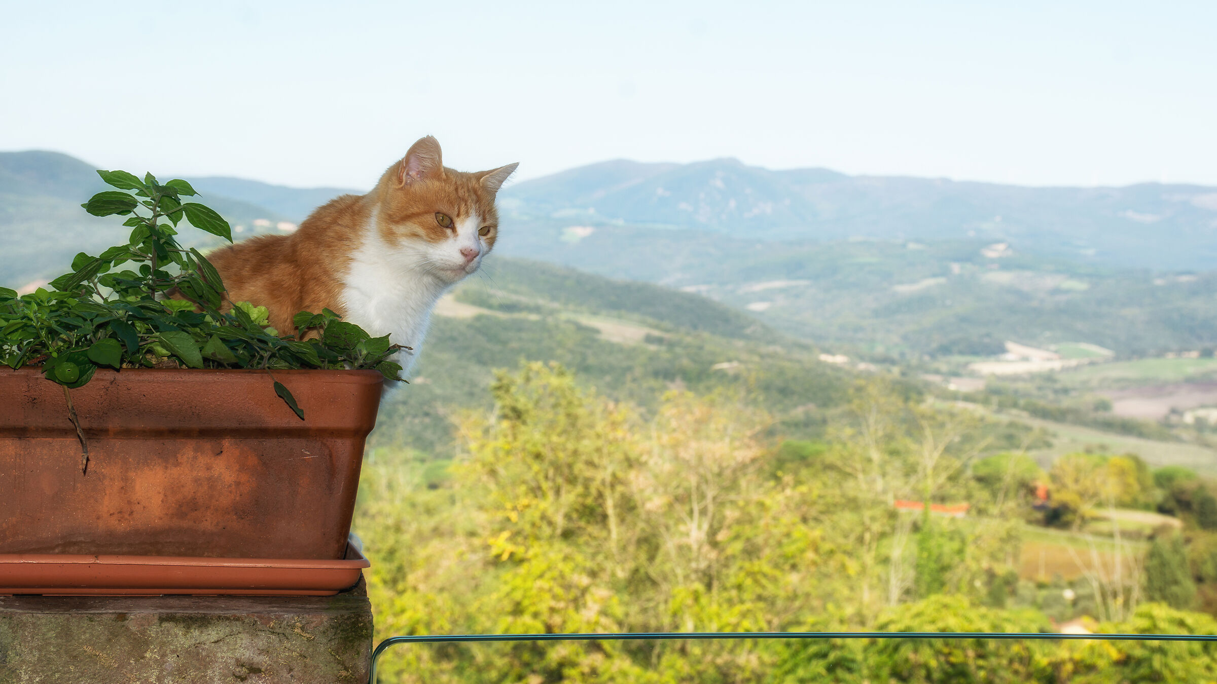 The Observer