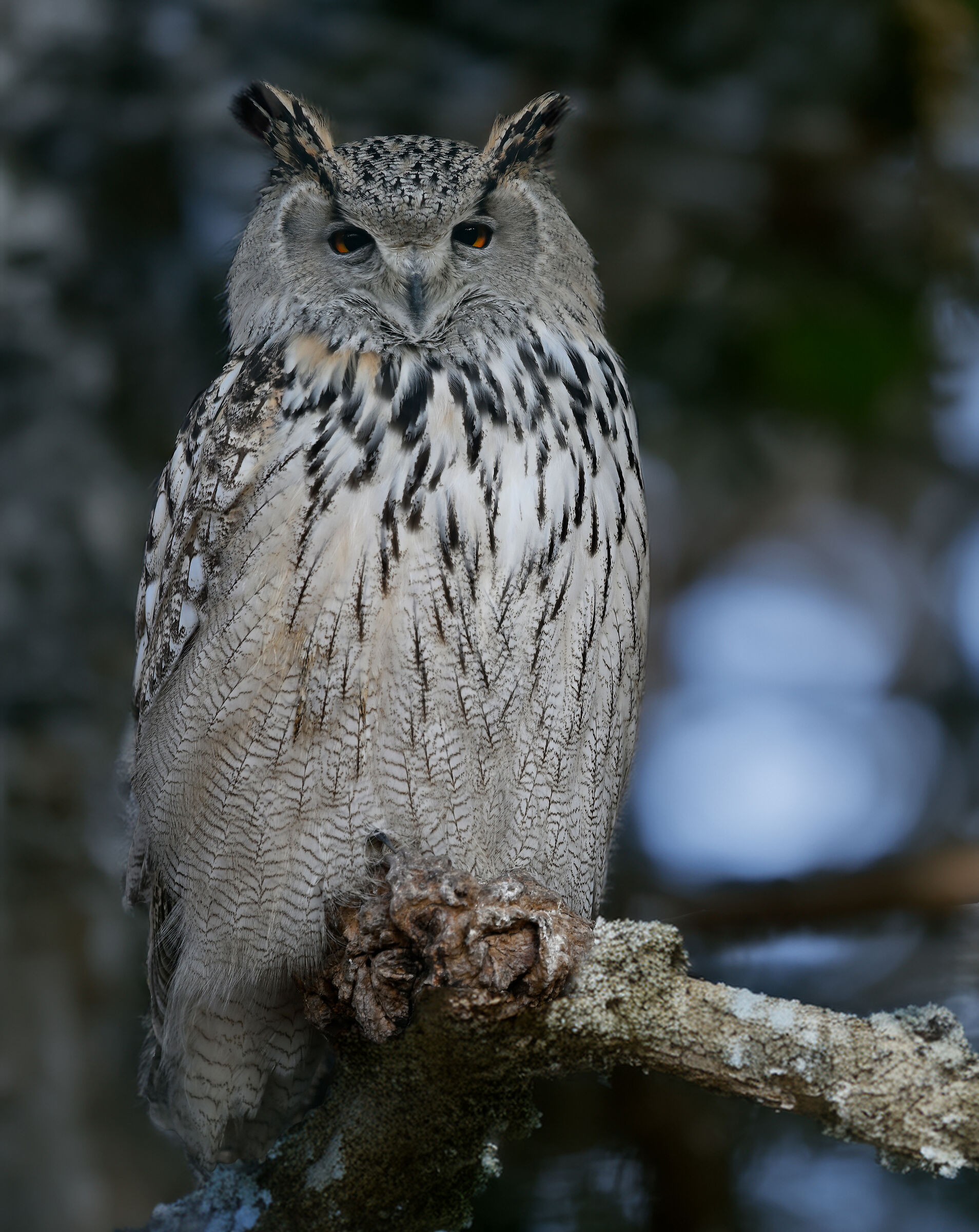 Gufo Reale siberiano