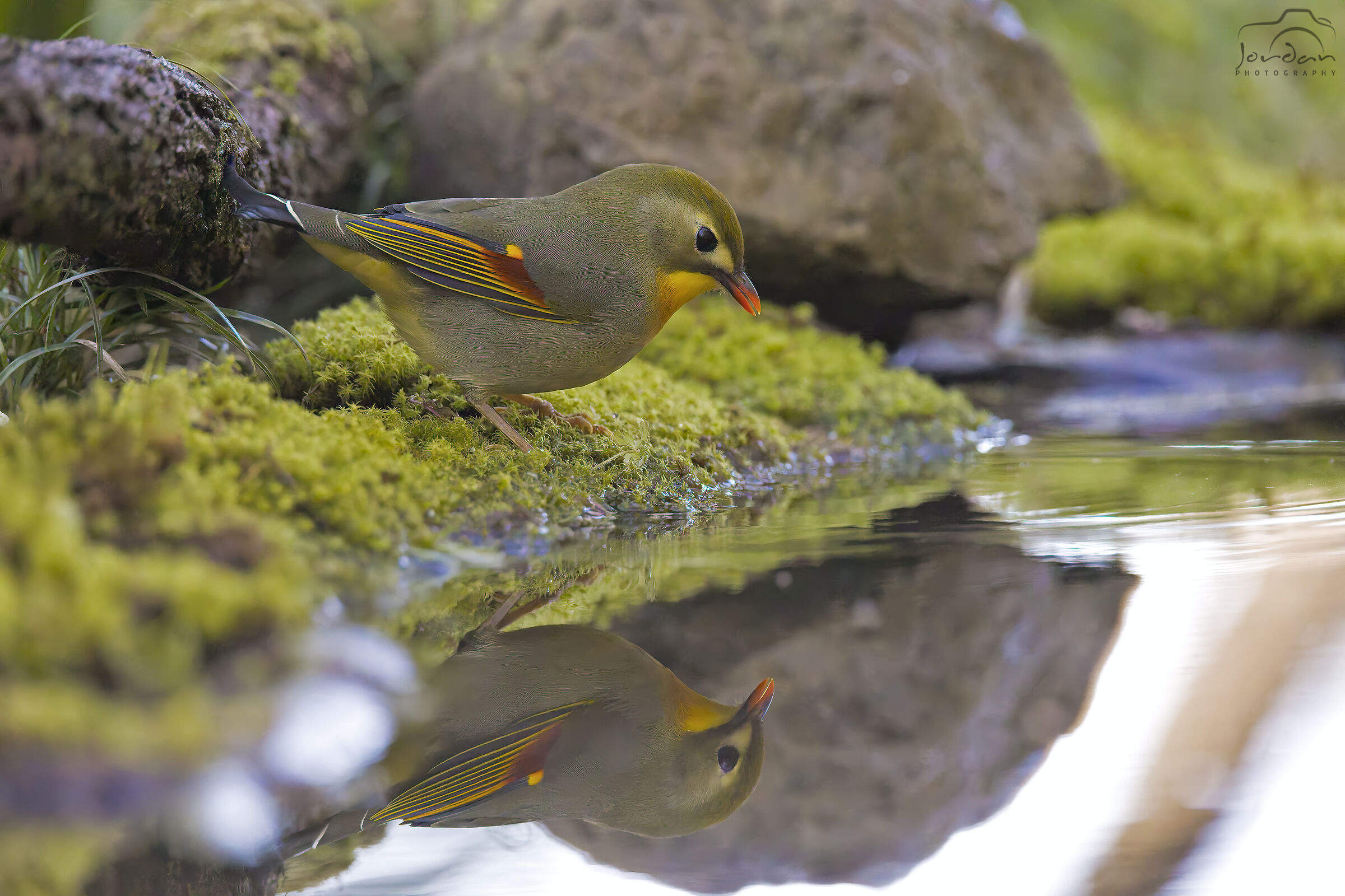 Nightingale of Japan in the mirror