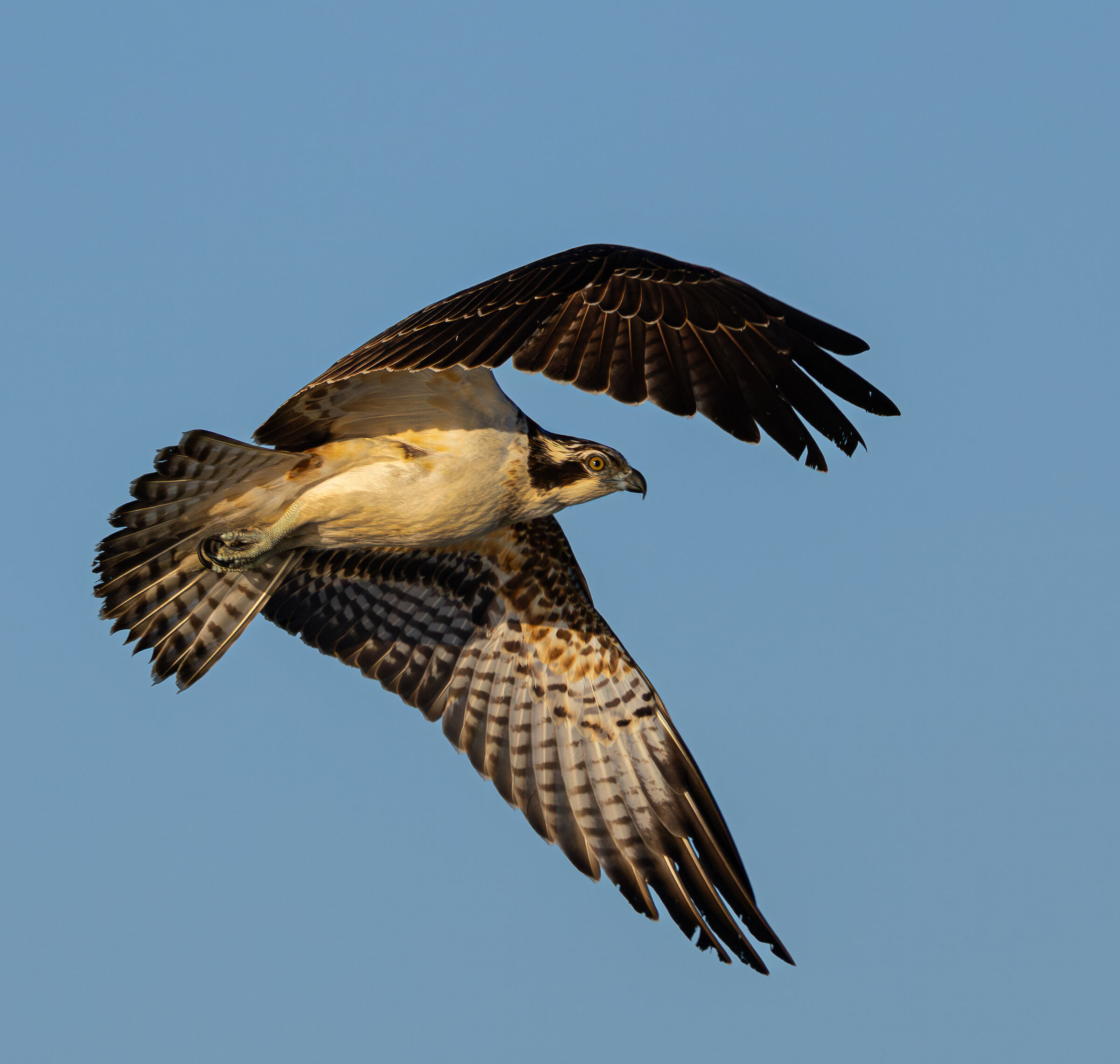 Osprey in flight