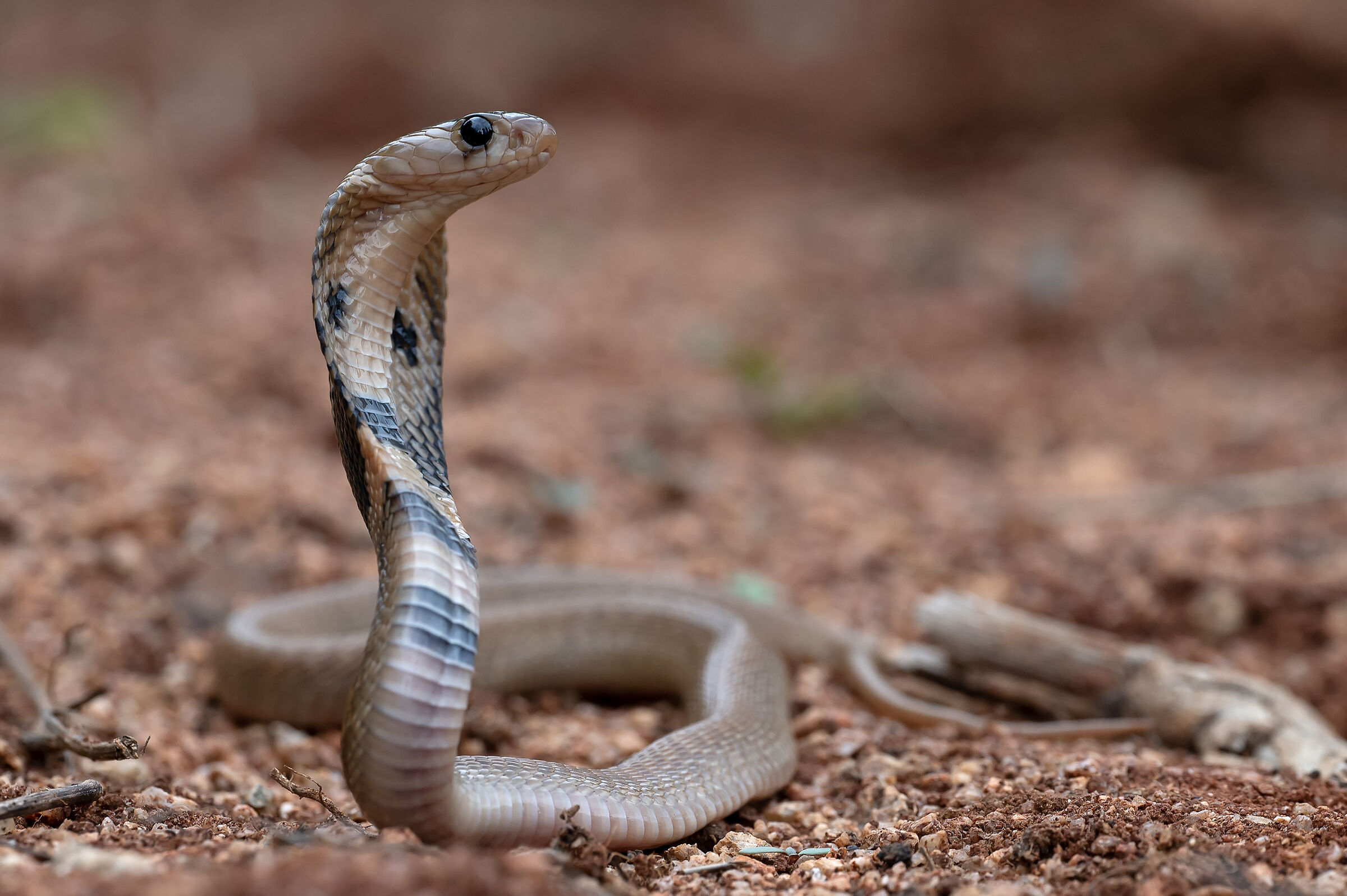 Indian Cobra (Naja naja)