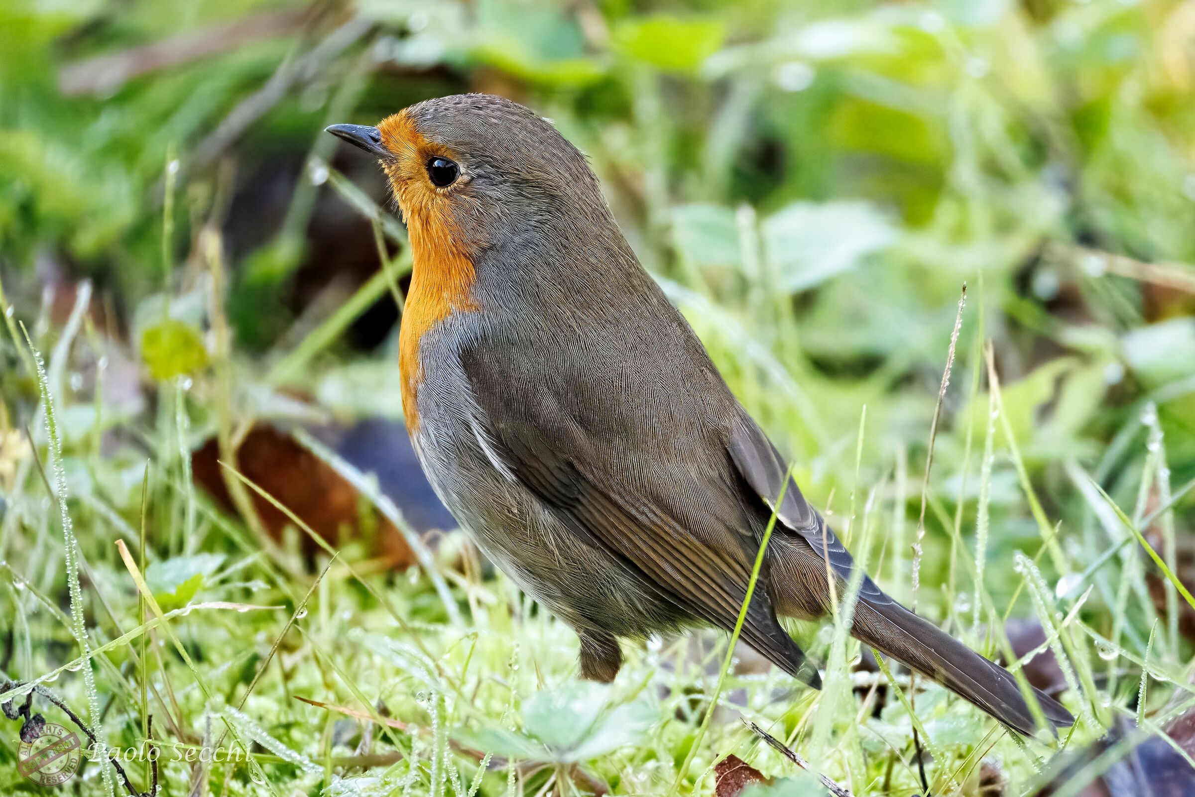 Robin on the grass