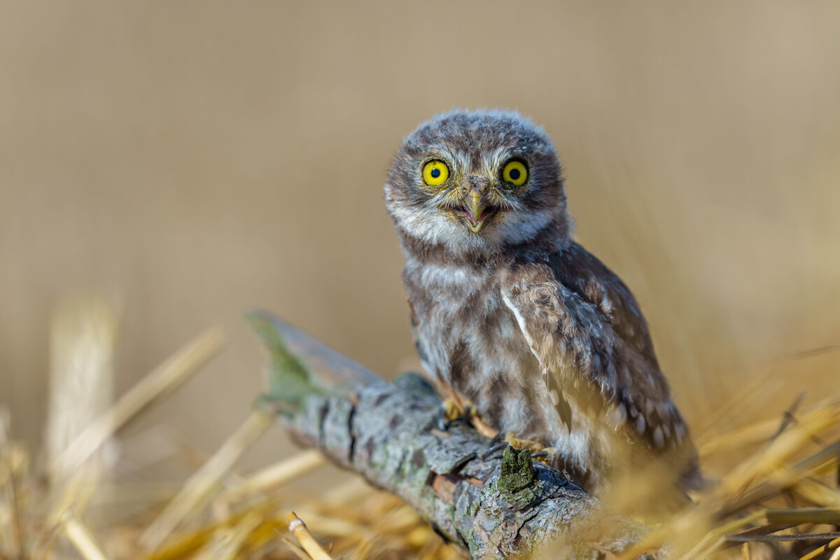 Owl (pullet)
