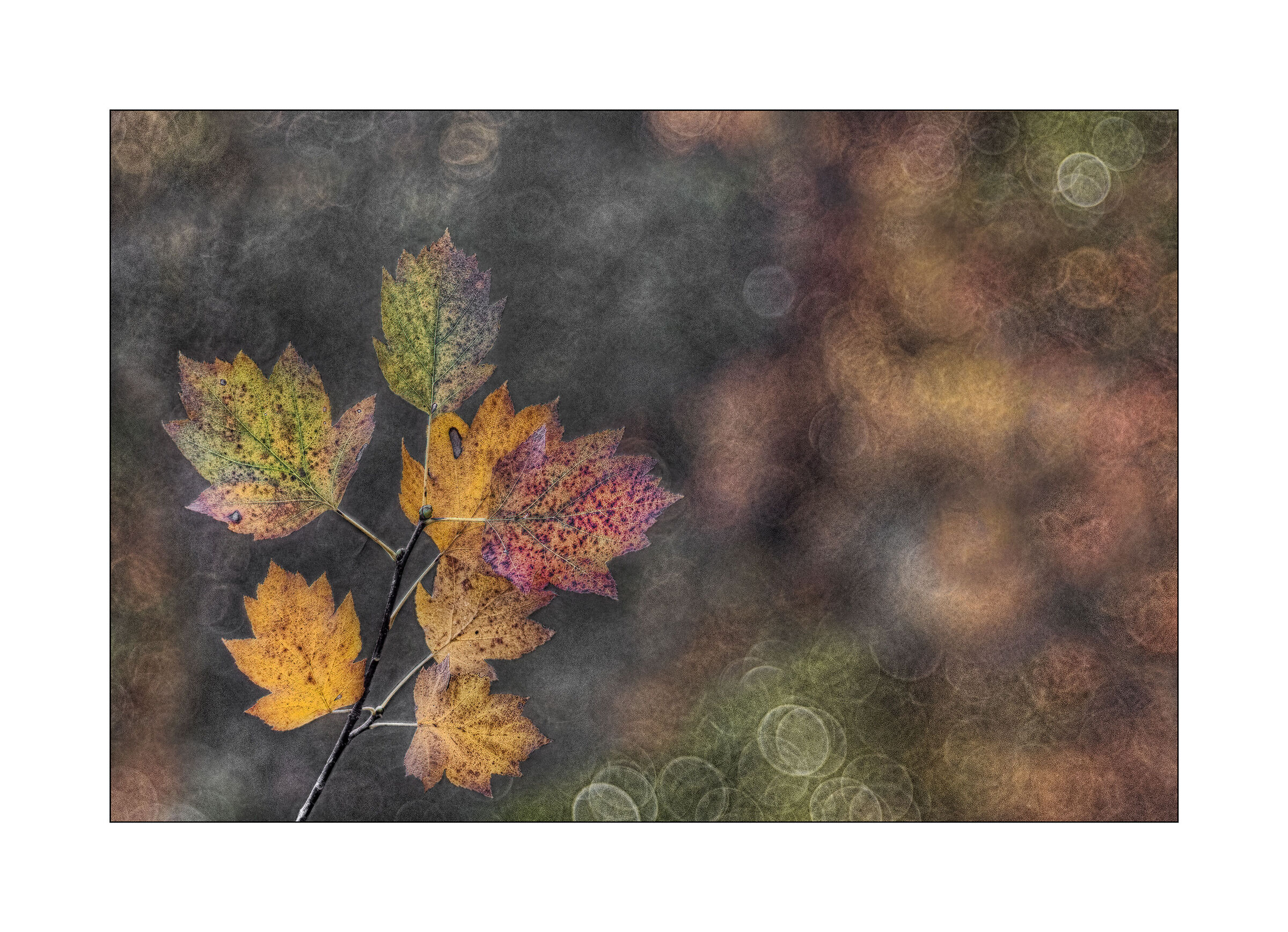 Pictorial Autumn