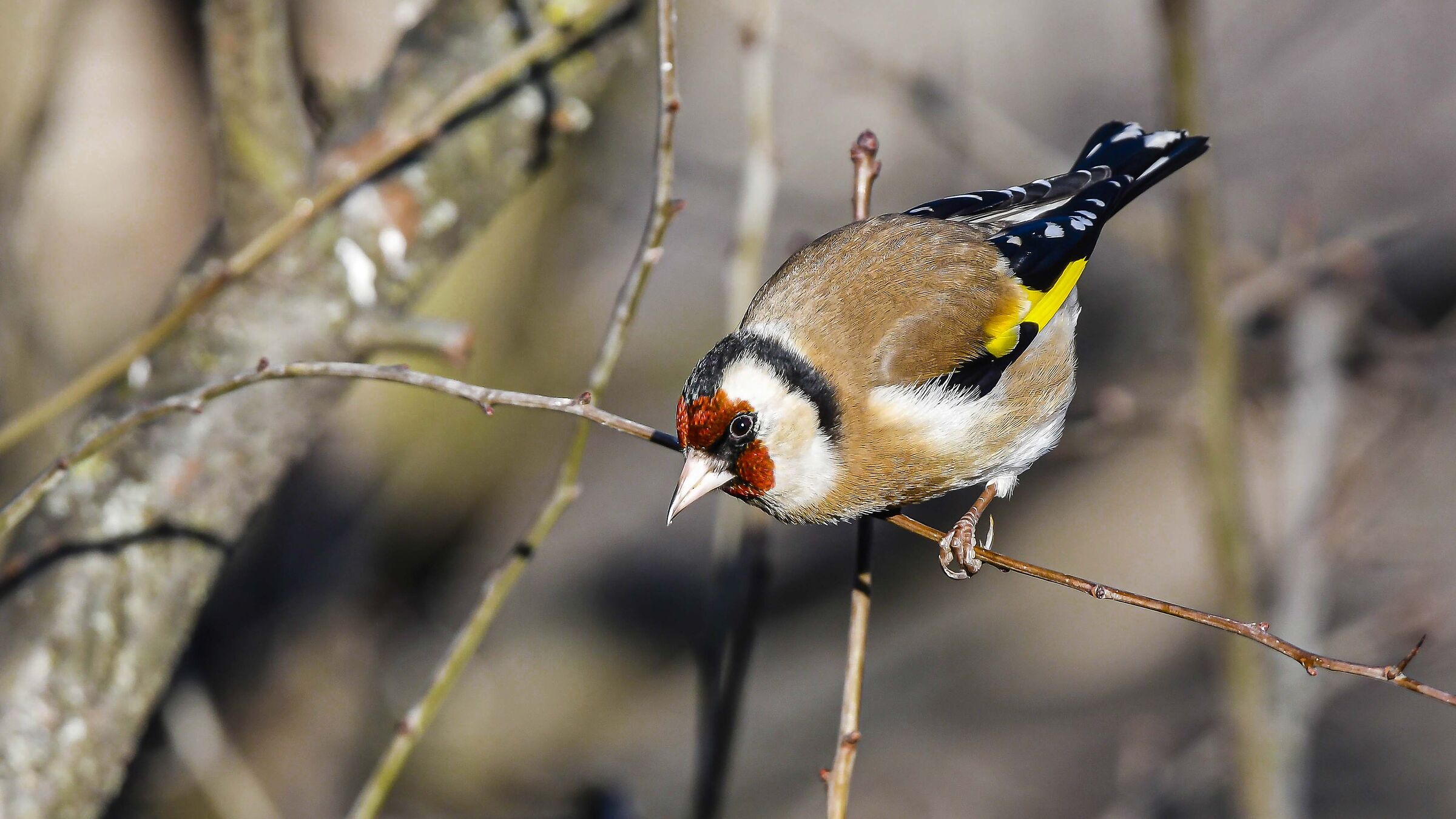 Cardellino Pronti via