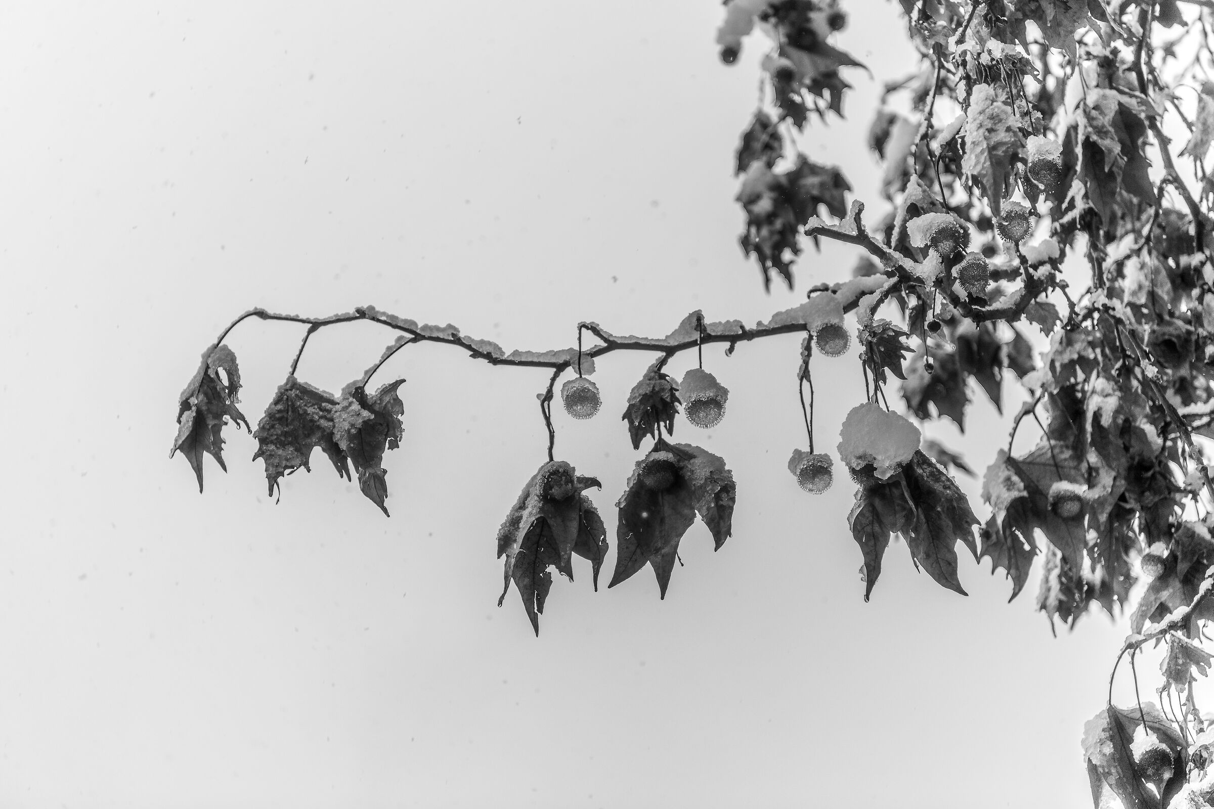 Jingle bells