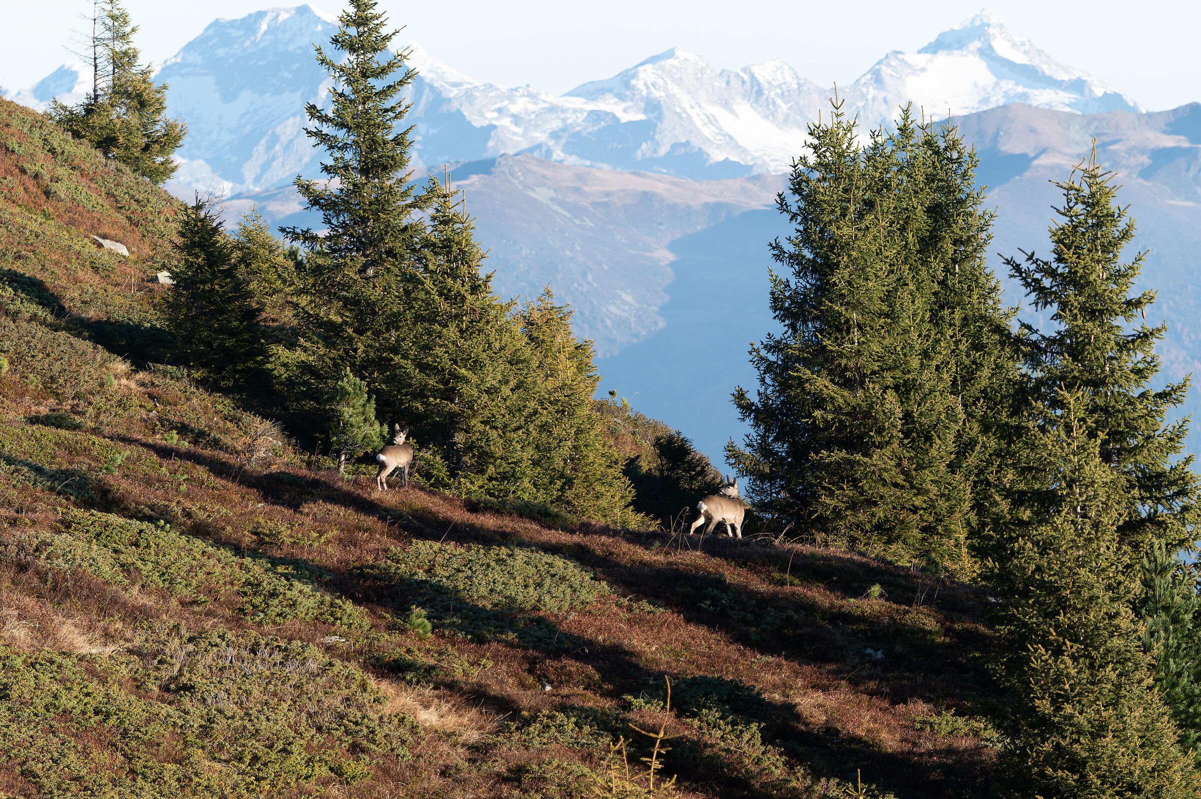 Due caprioli maschi ormai senza corna.