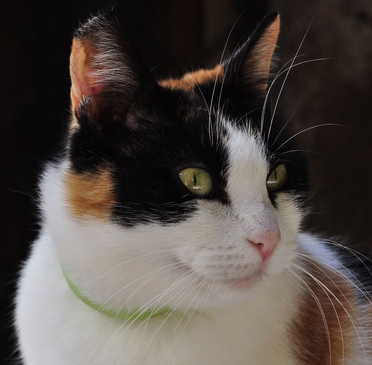 TRICOLOR CAT
