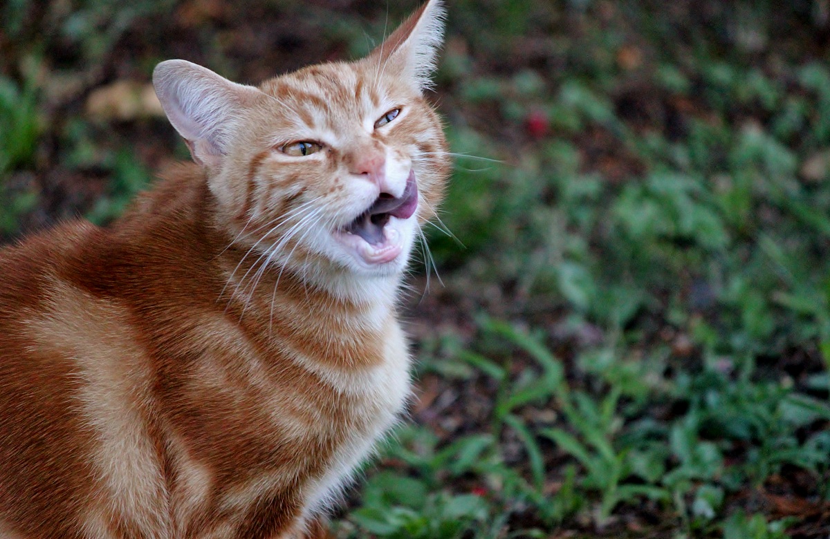 gatto con lingua di fuori