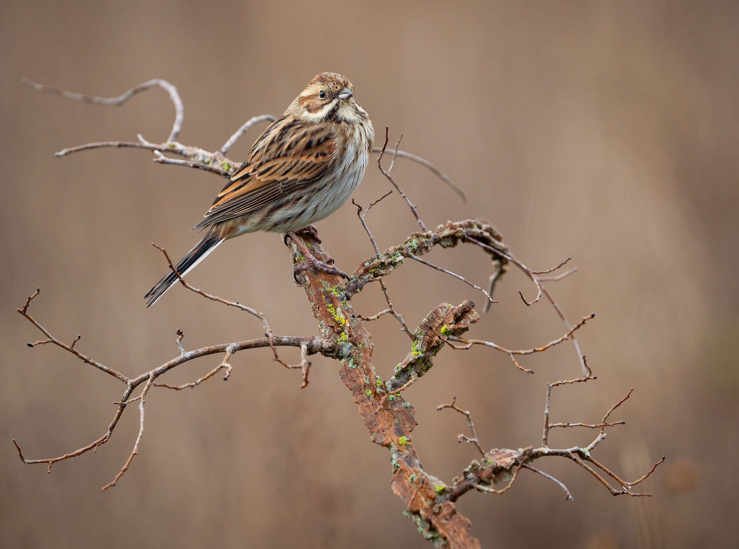 migliarino di palude
